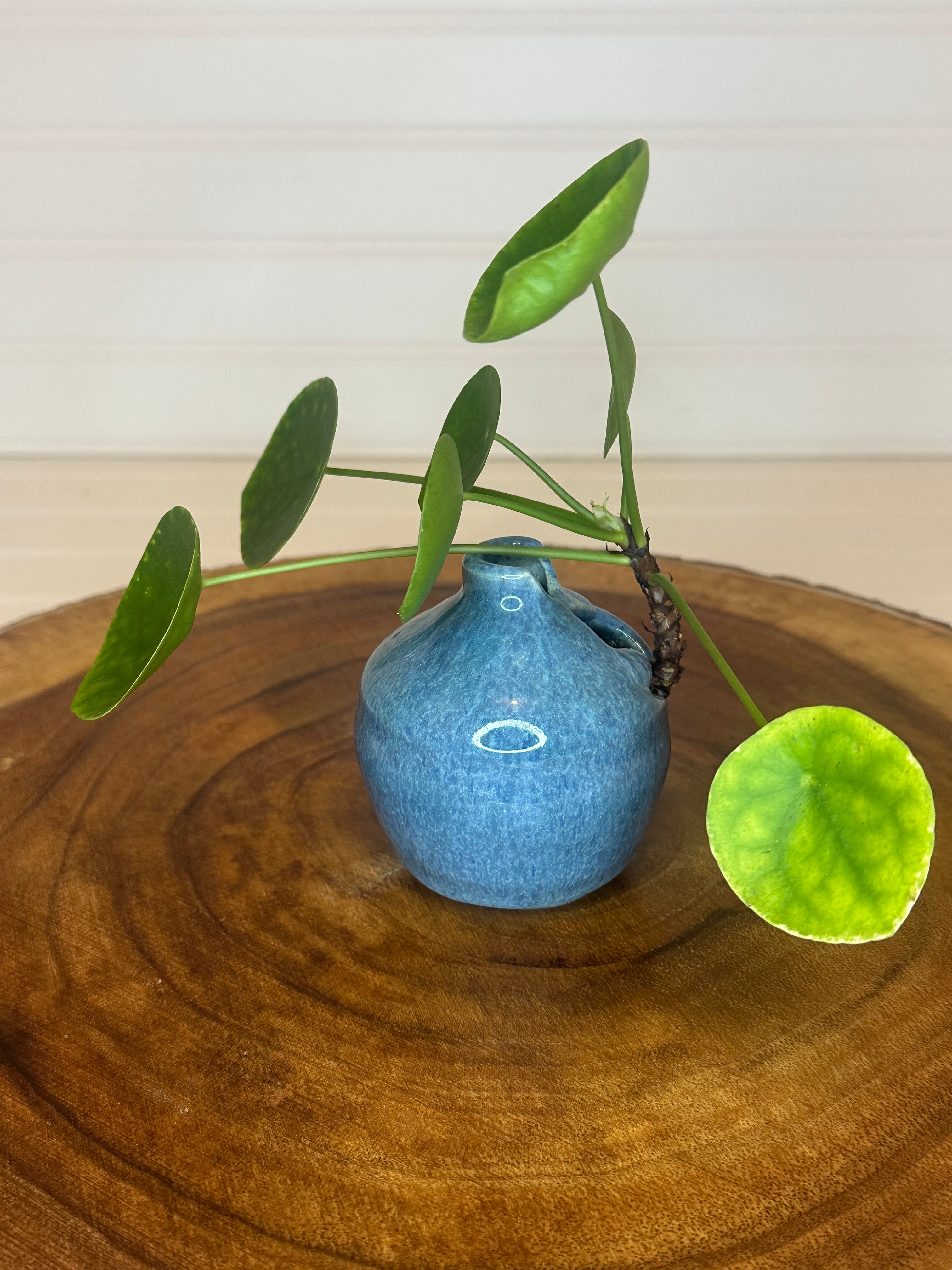 Pilea in unique Vintage ceramic