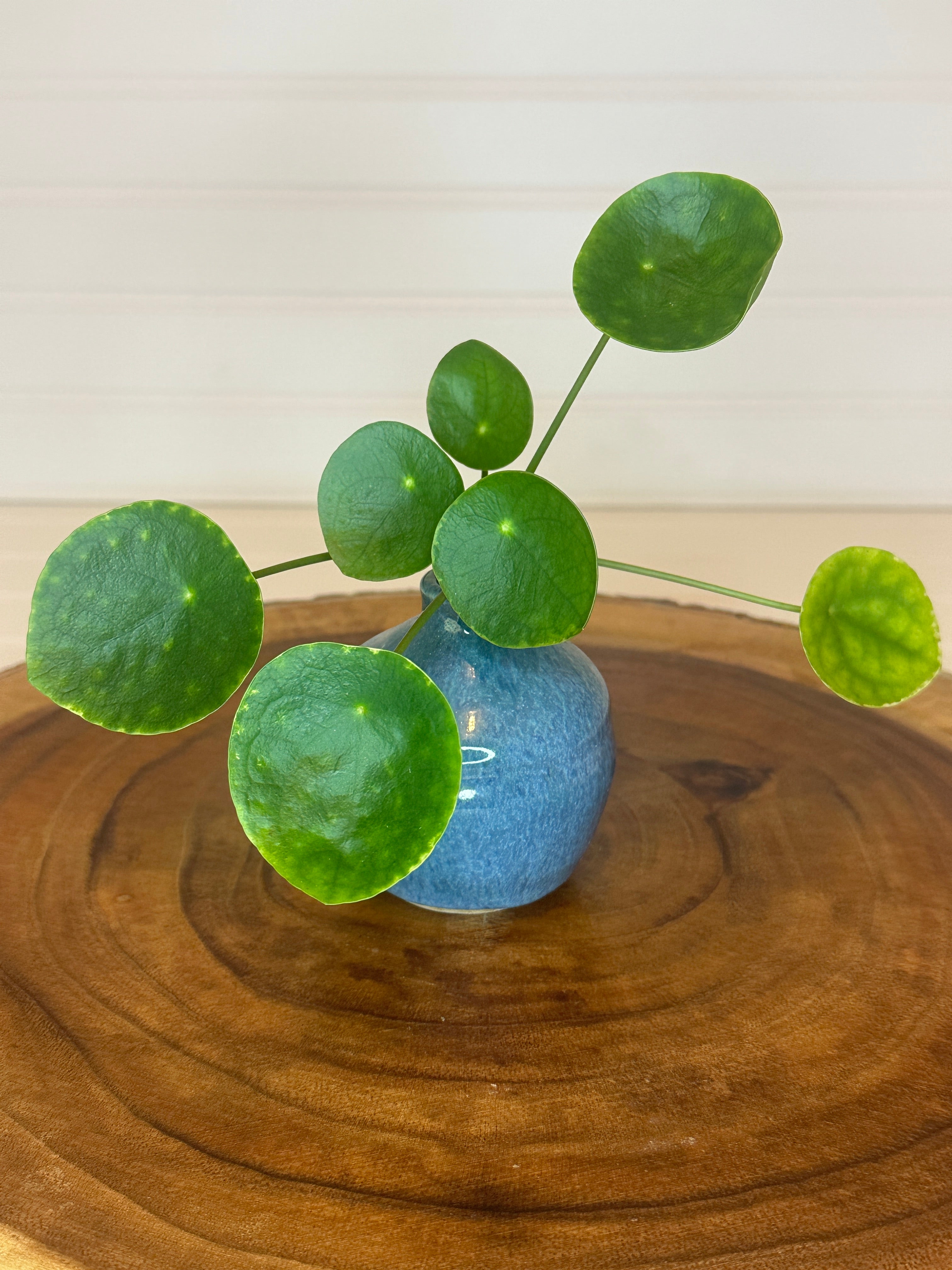 Pilea in unique Vintage ceramic