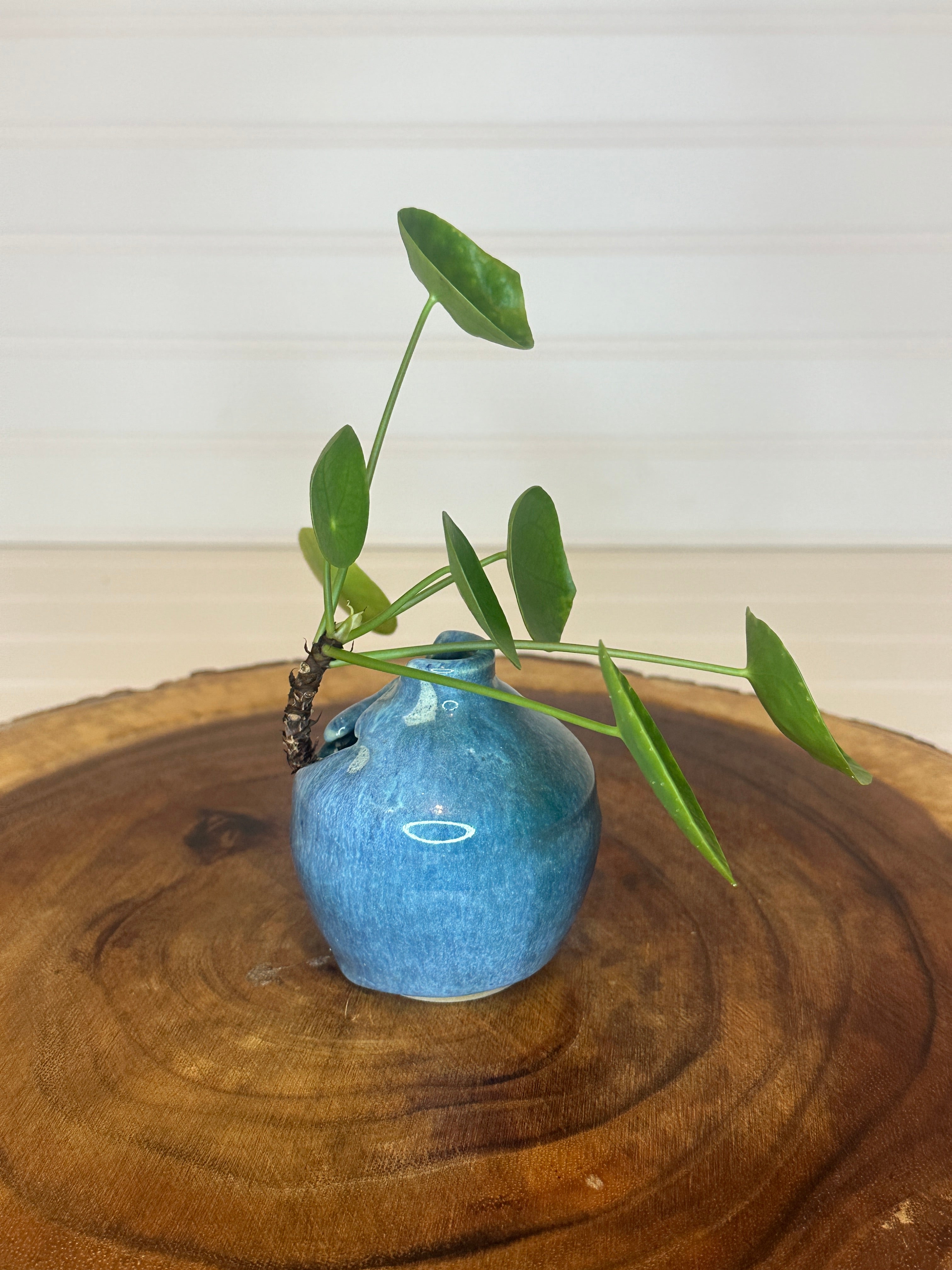 Pilea in unique Vintage ceramic