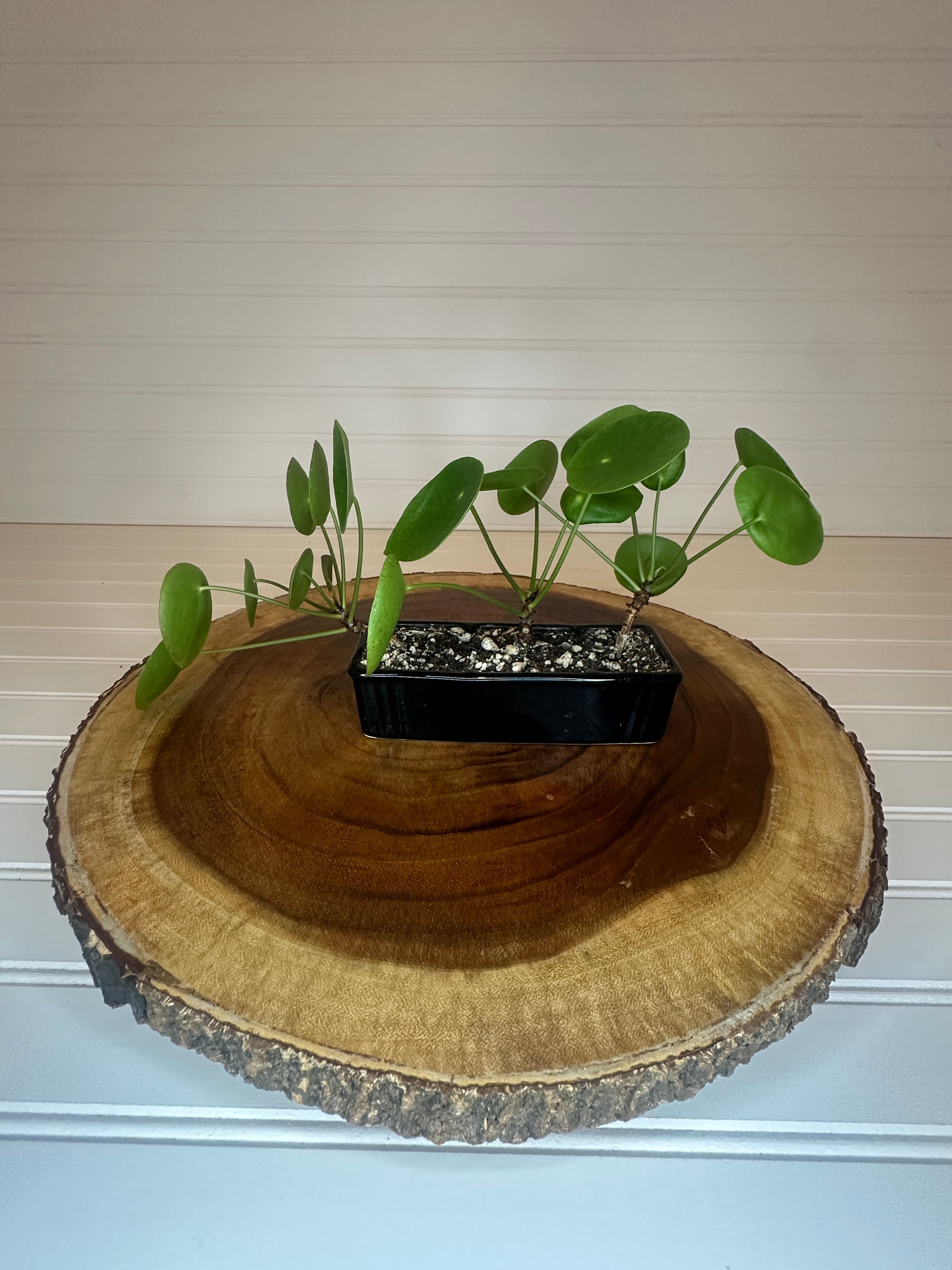 Pilea Trio in Black Ceramic