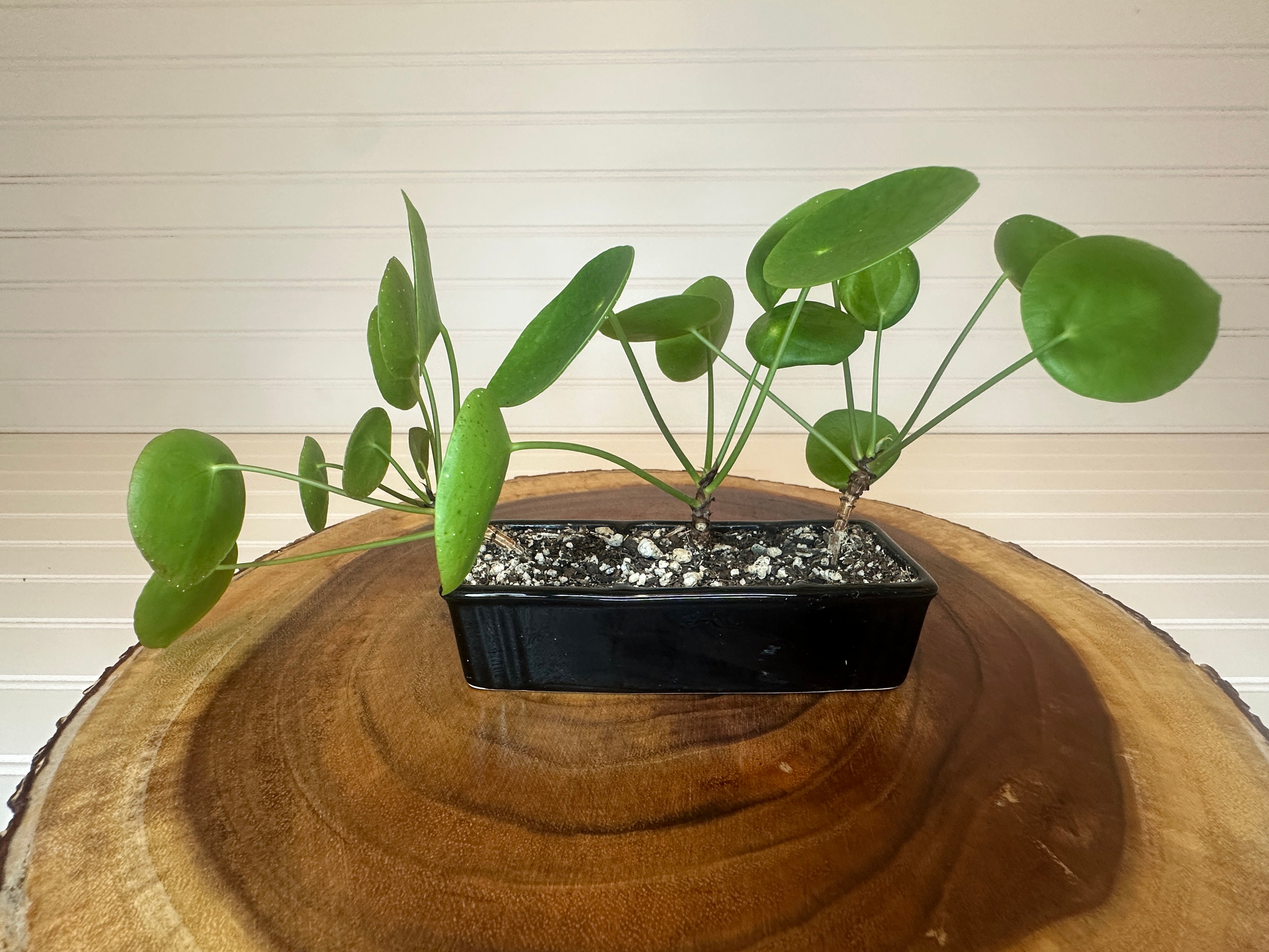 Pilea Trio in Black Ceramic