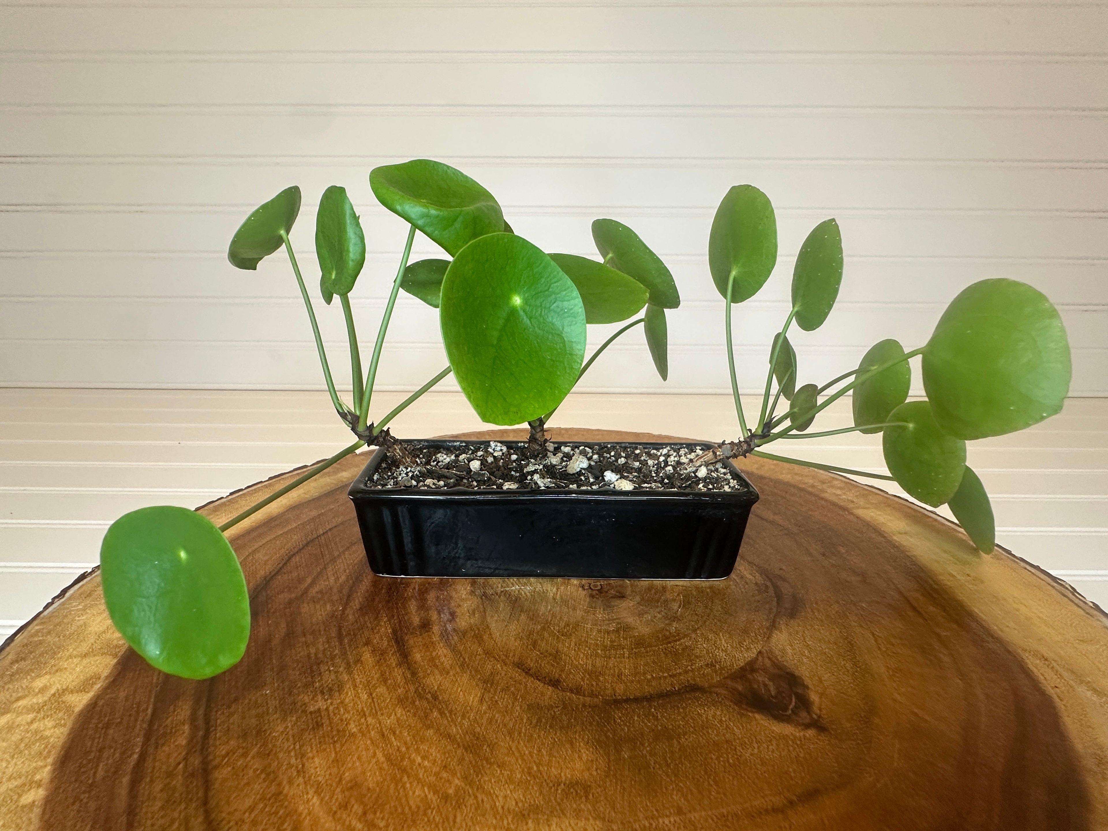 Pilea Trio in Black Ceramic
