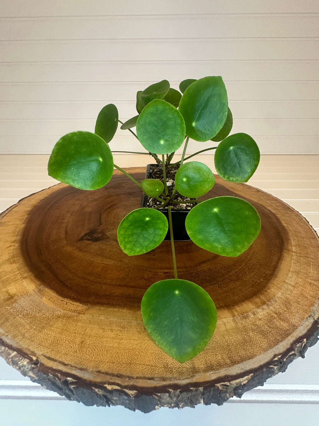 Pilea Trio in Black Ceramic
