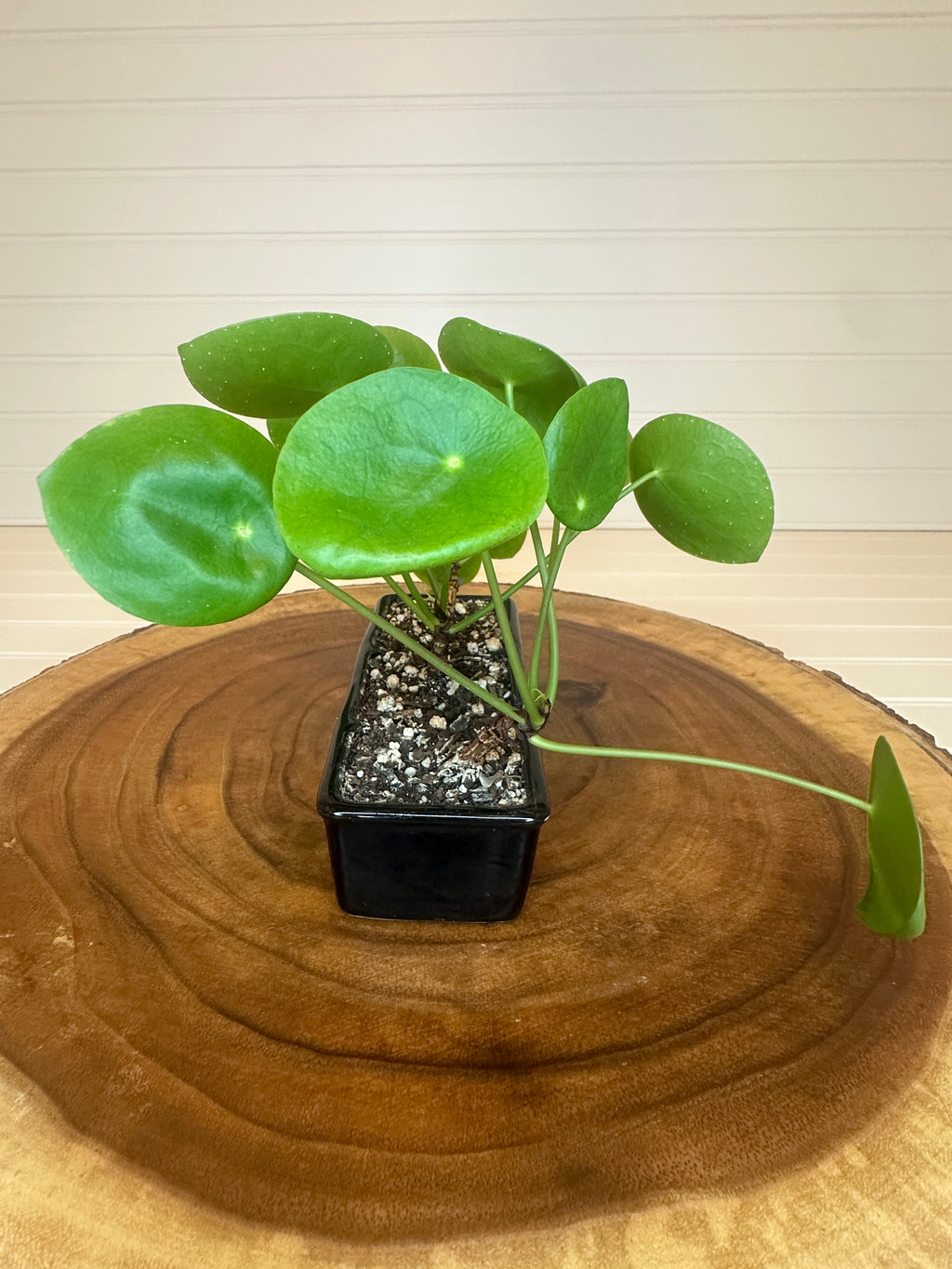 Pilea Trio in Black Ceramic