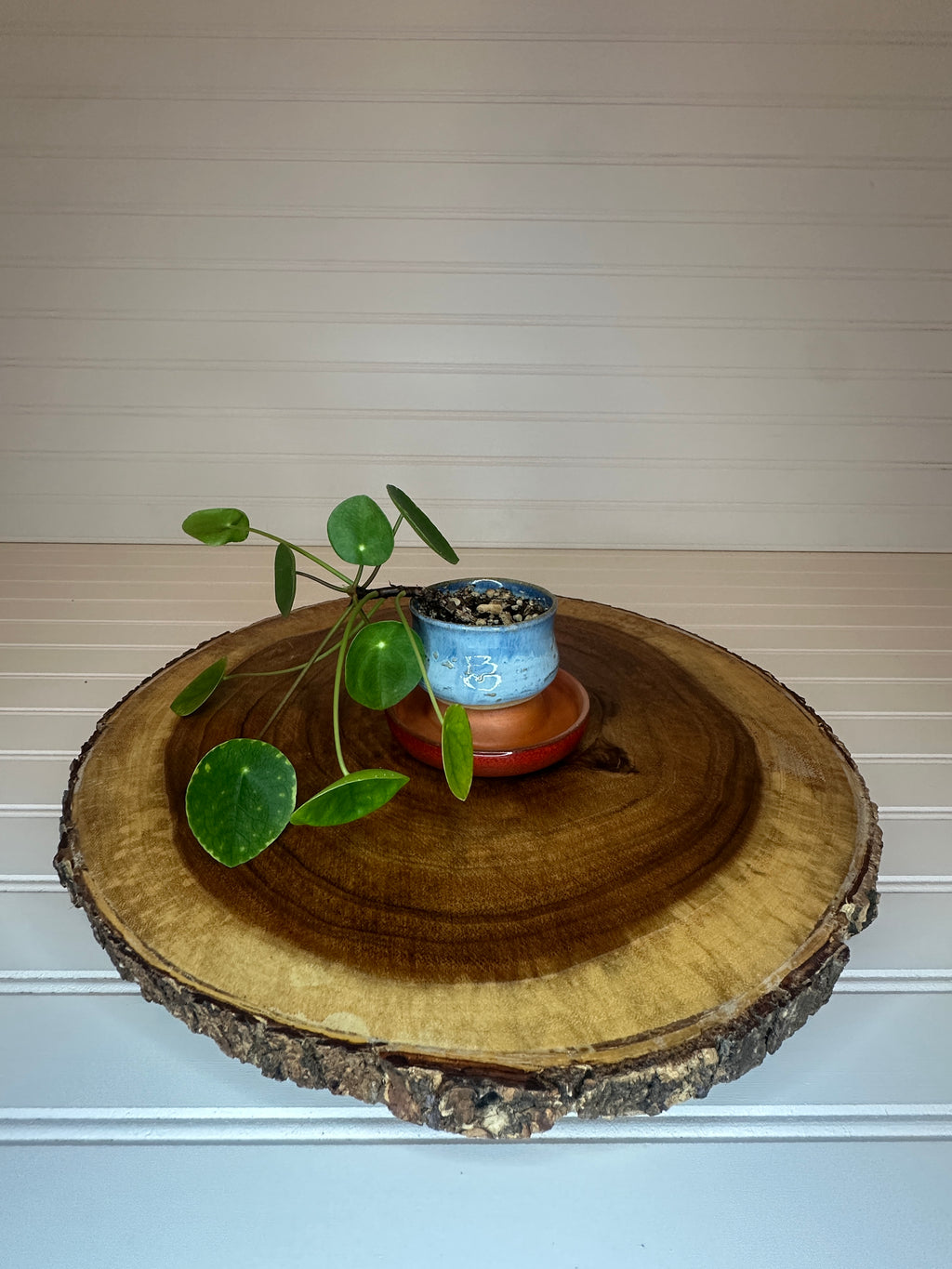 Pilea in Vintage Pottery