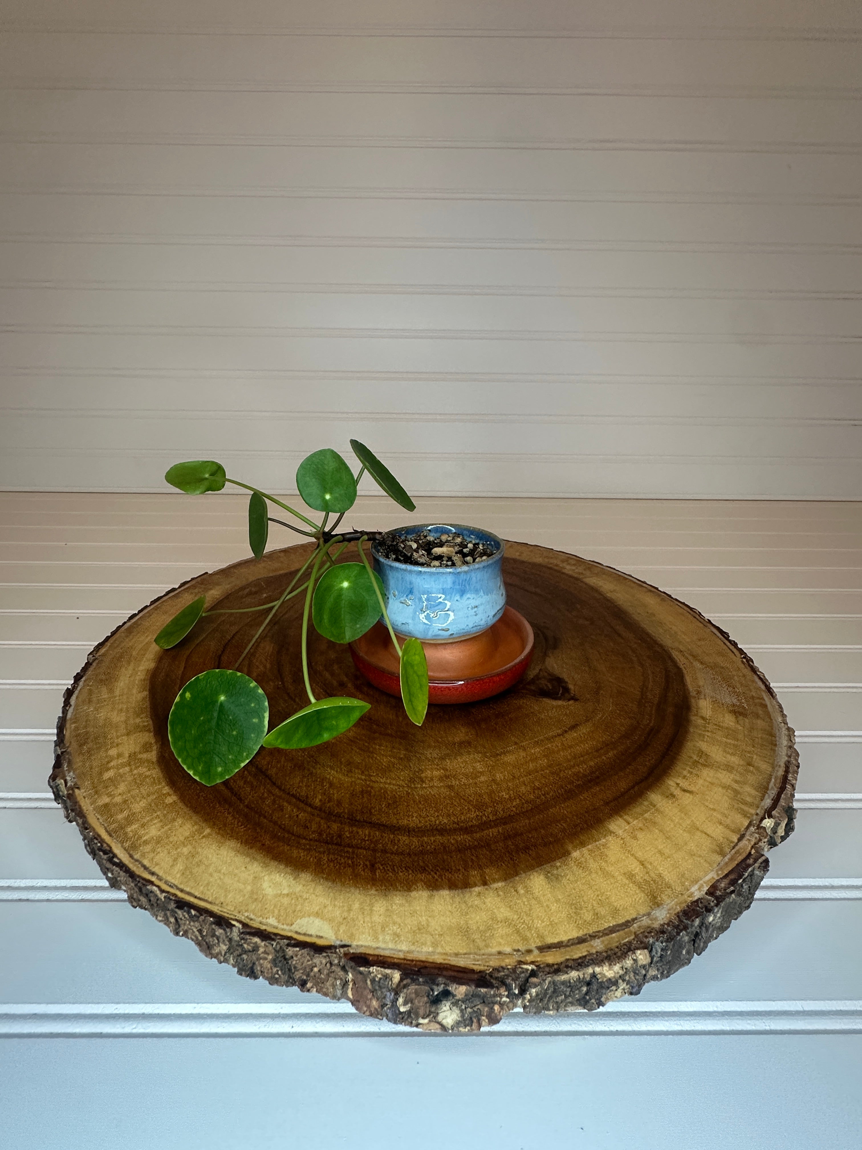 Pilea in Vintage Pottery