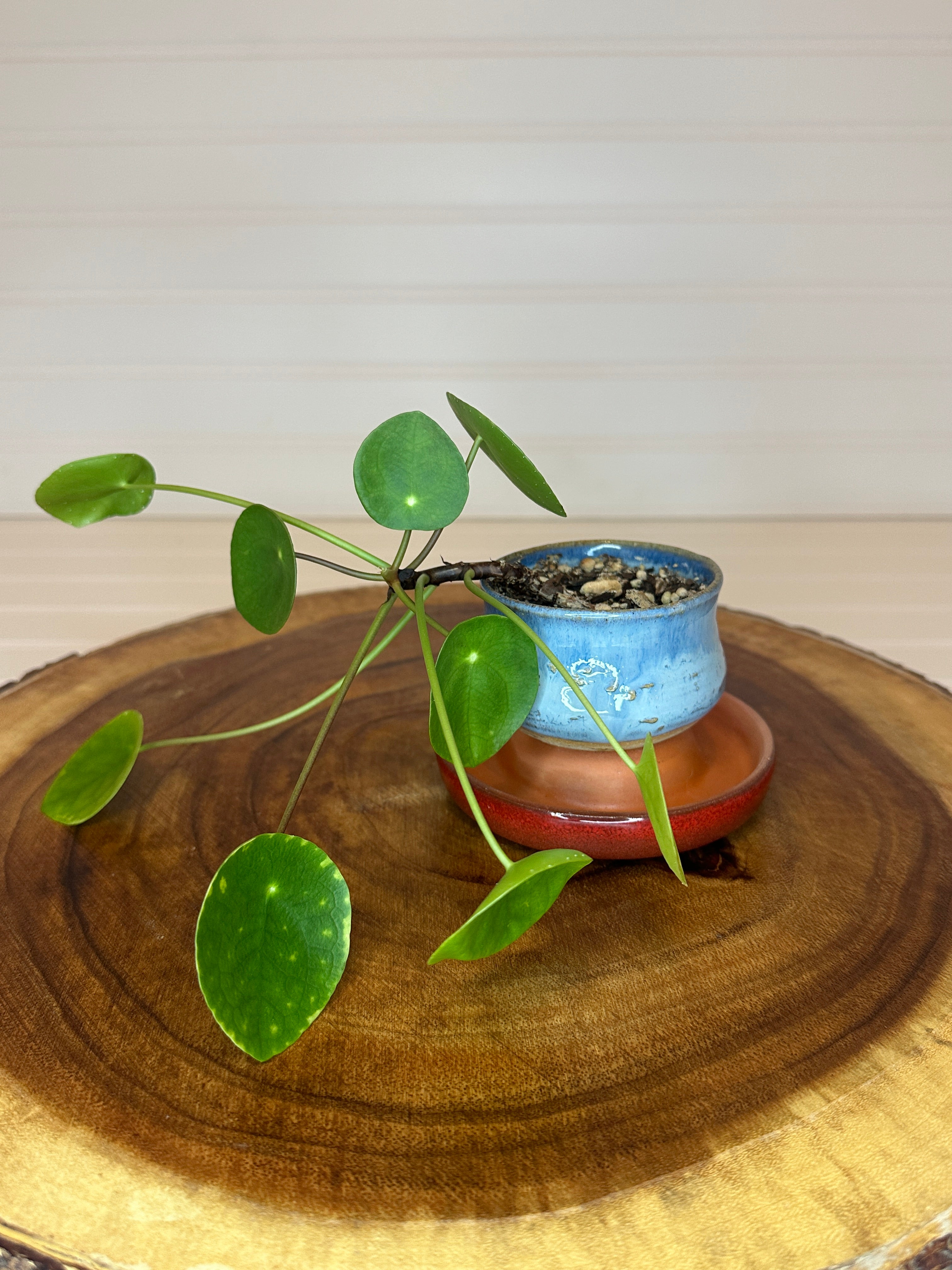 Pilea in Vintage Pottery