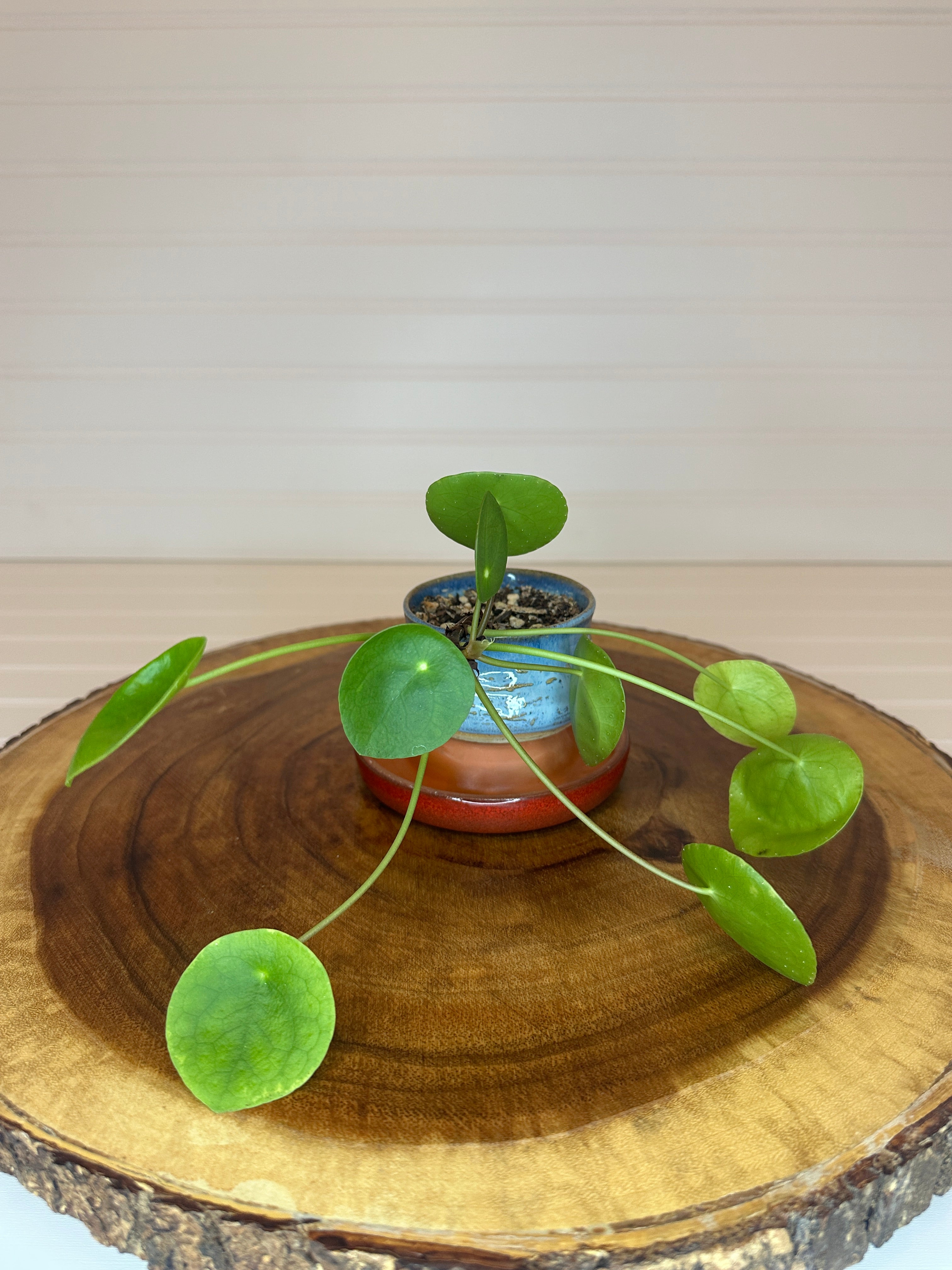 Pilea in Vintage Pottery