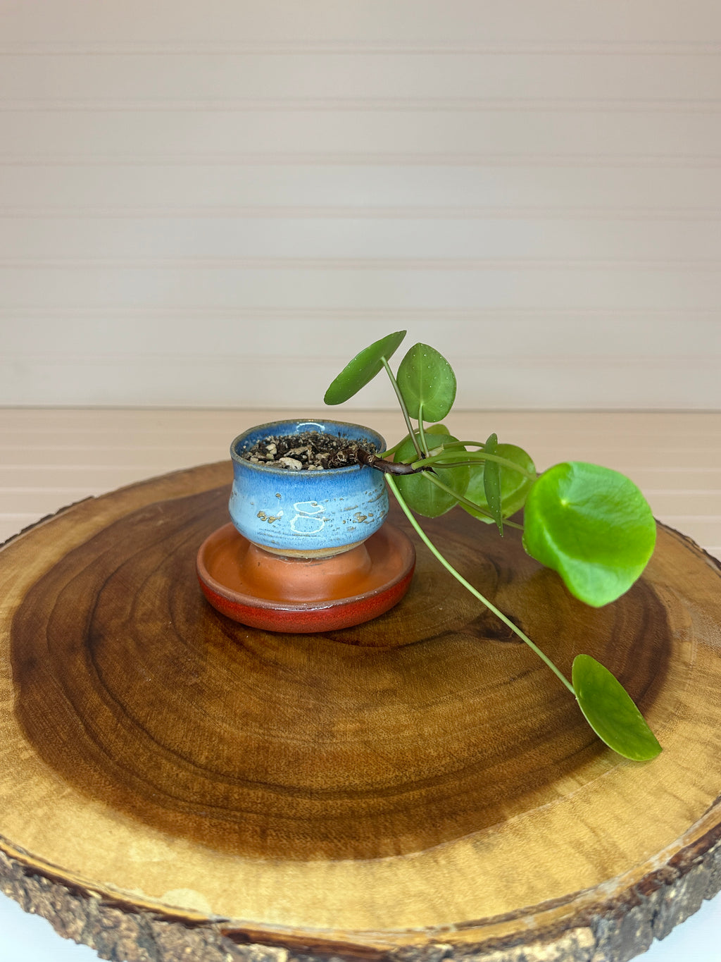 Pilea in Vintage Pottery
