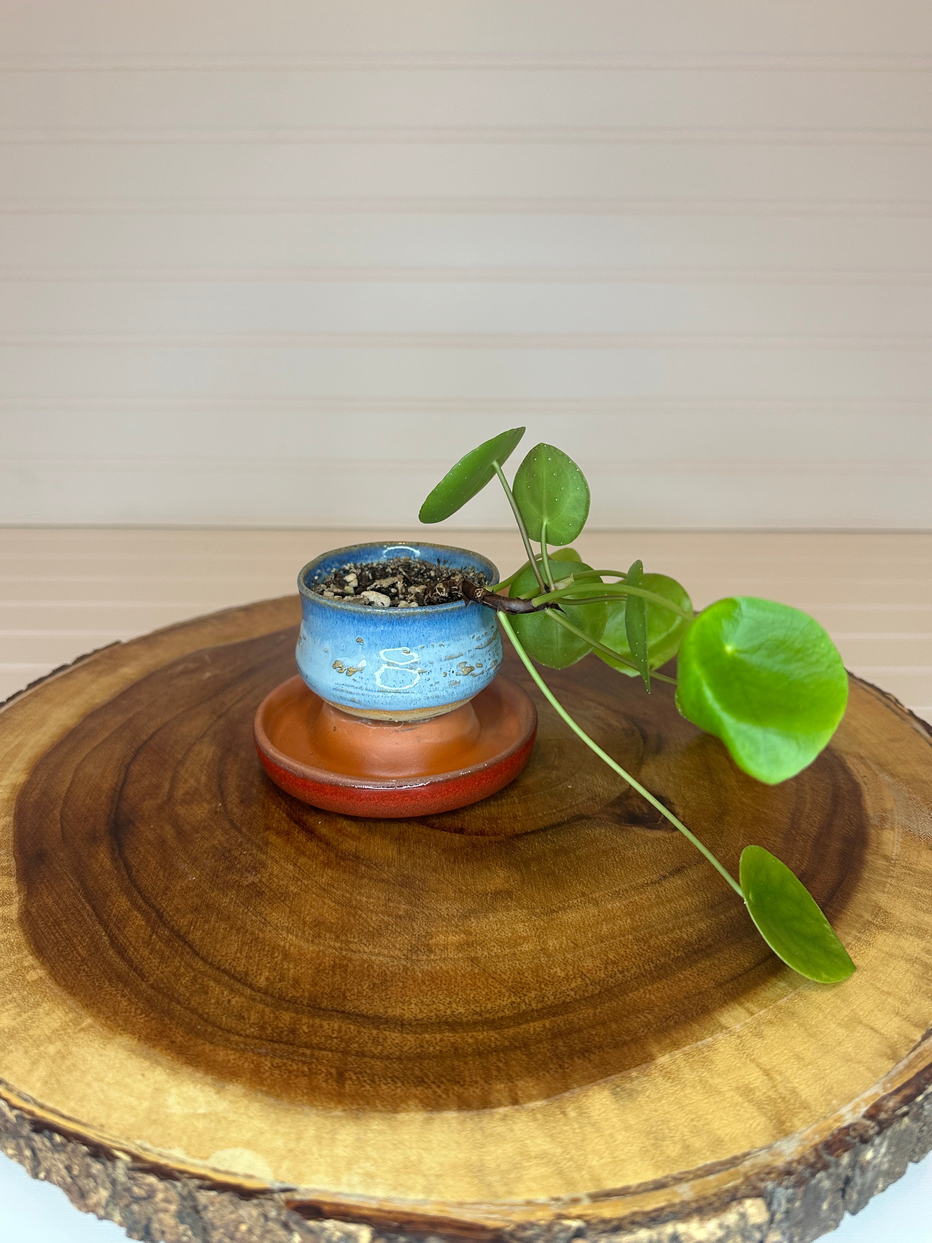 Pilea in Vintage Pottery