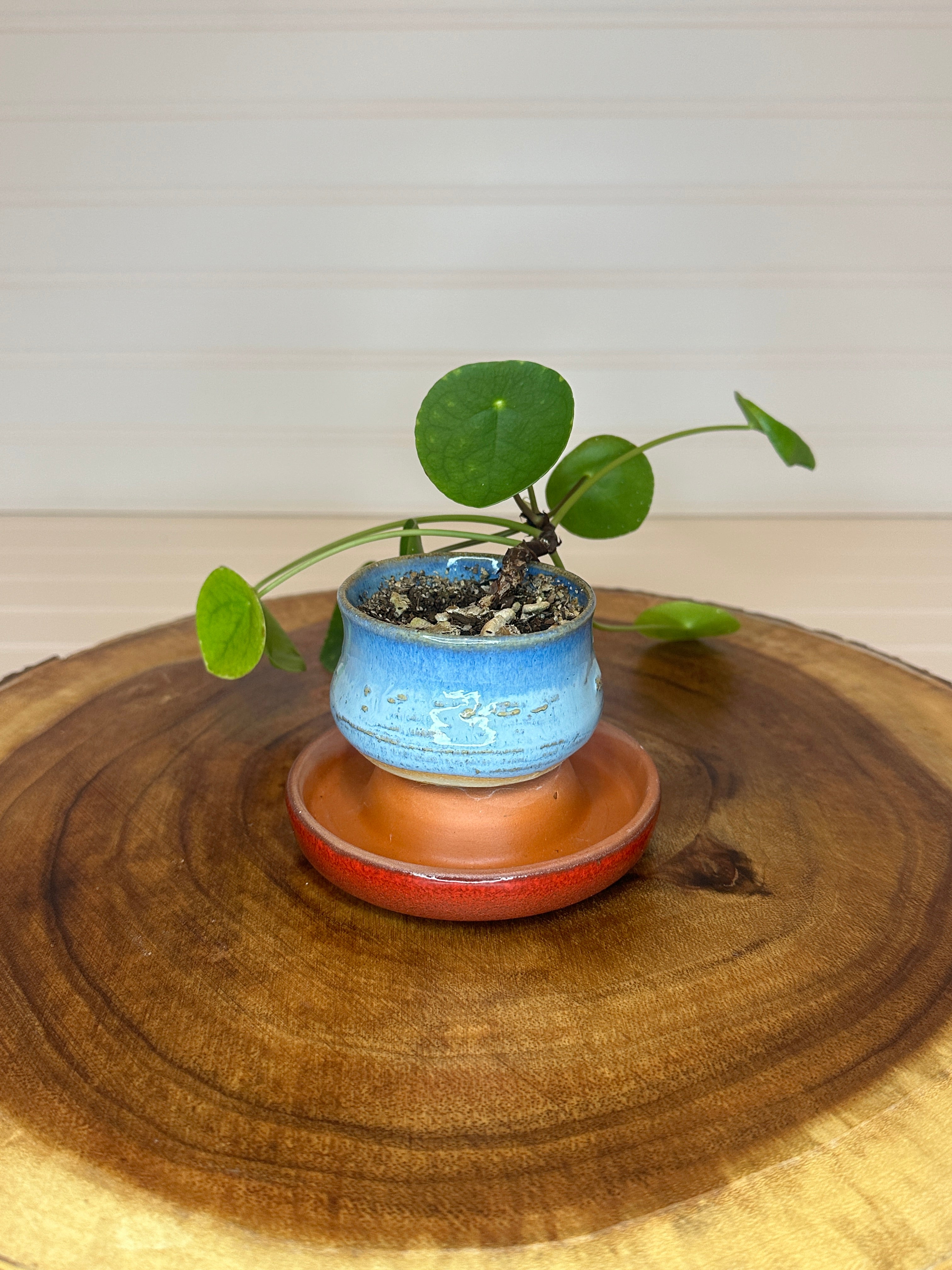 Pilea in Vintage Pottery