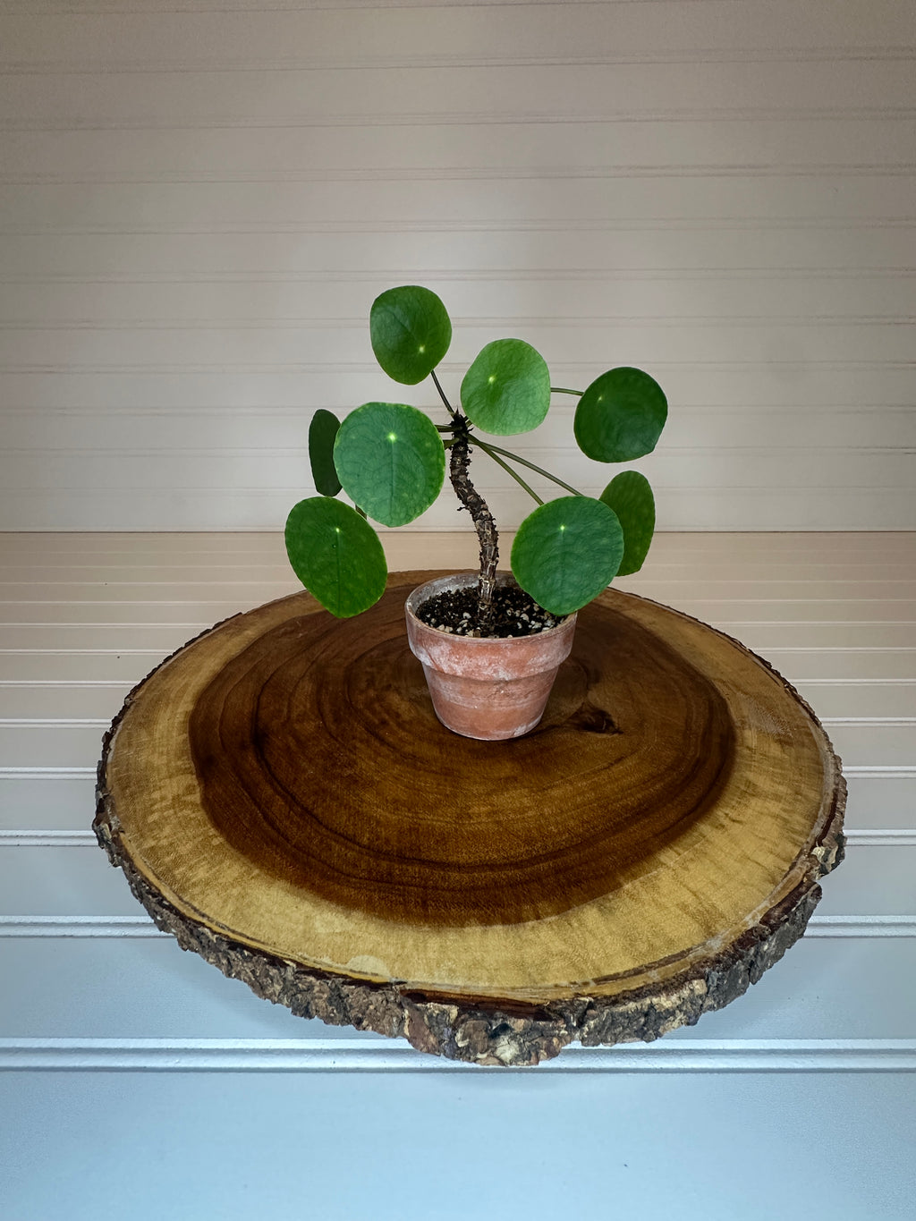 Pilea in Rustic Brown Pot
