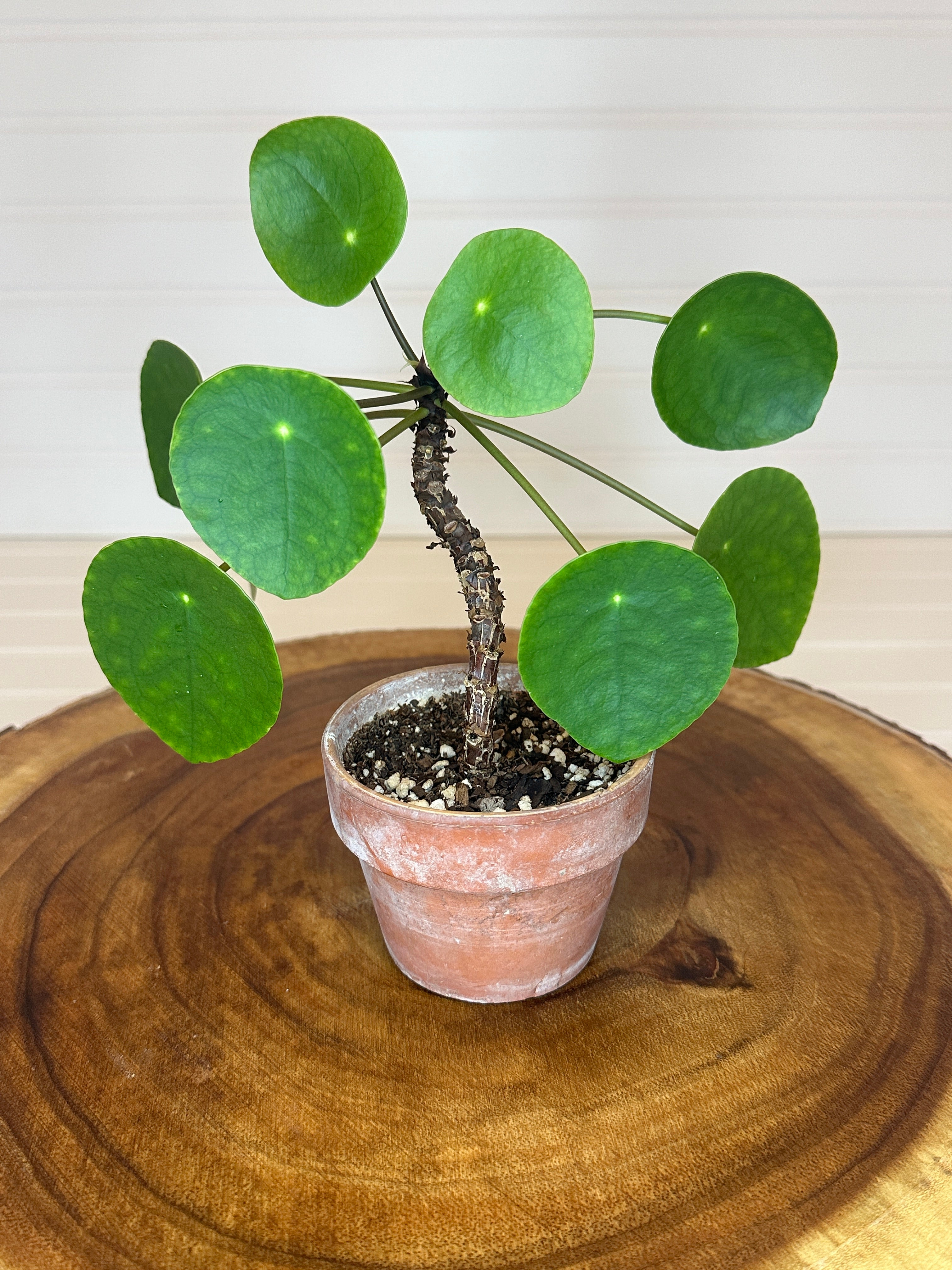 Pilea in Rustic Brown Pot