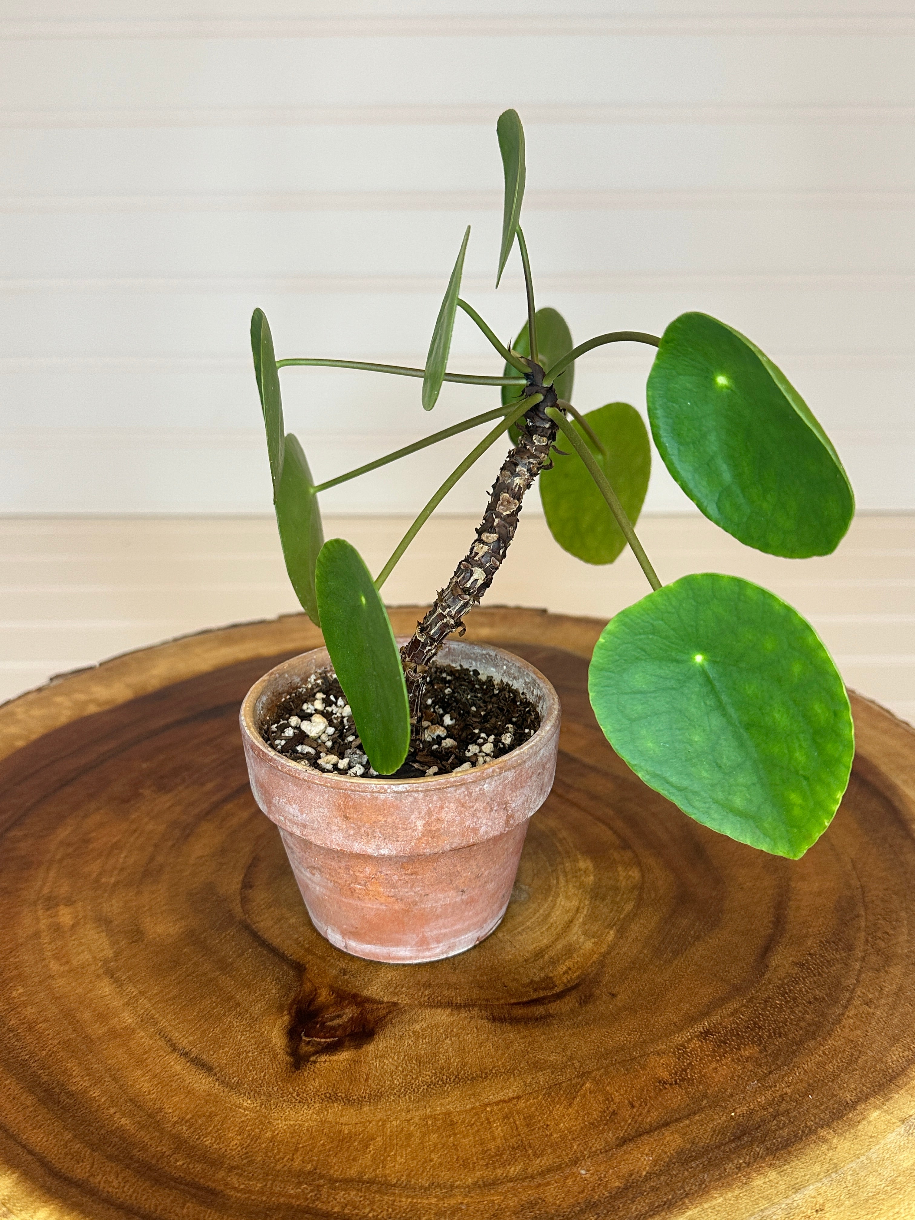 Pilea in Rustic Brown Pot