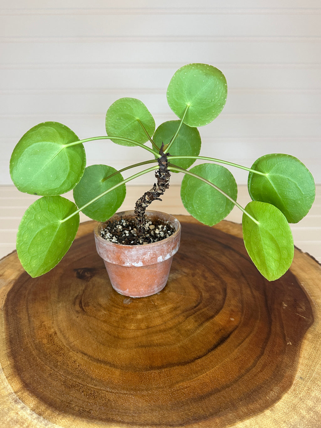 Pilea in Rustic Brown Pot