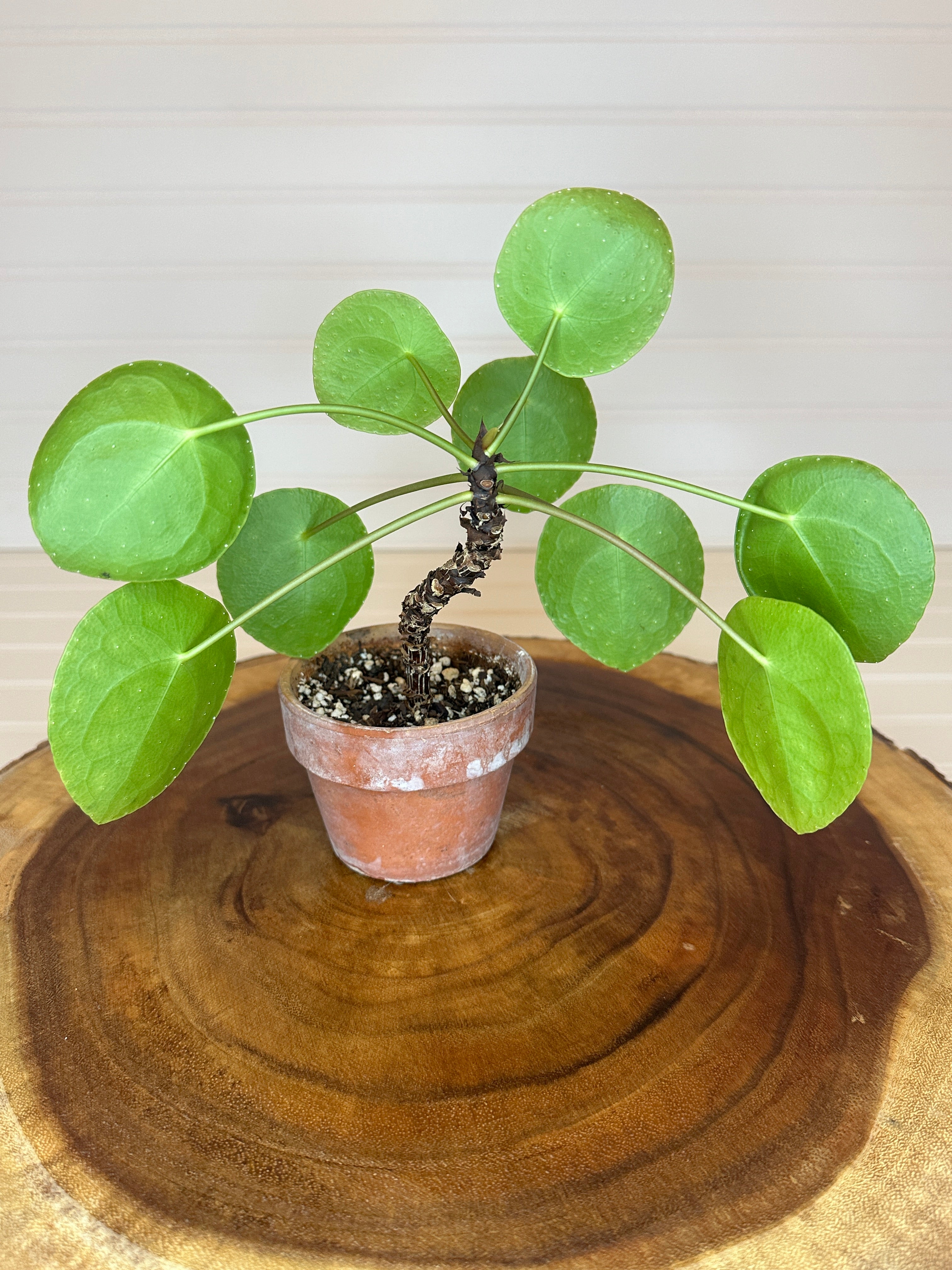 Pilea in Rustic Brown Pot