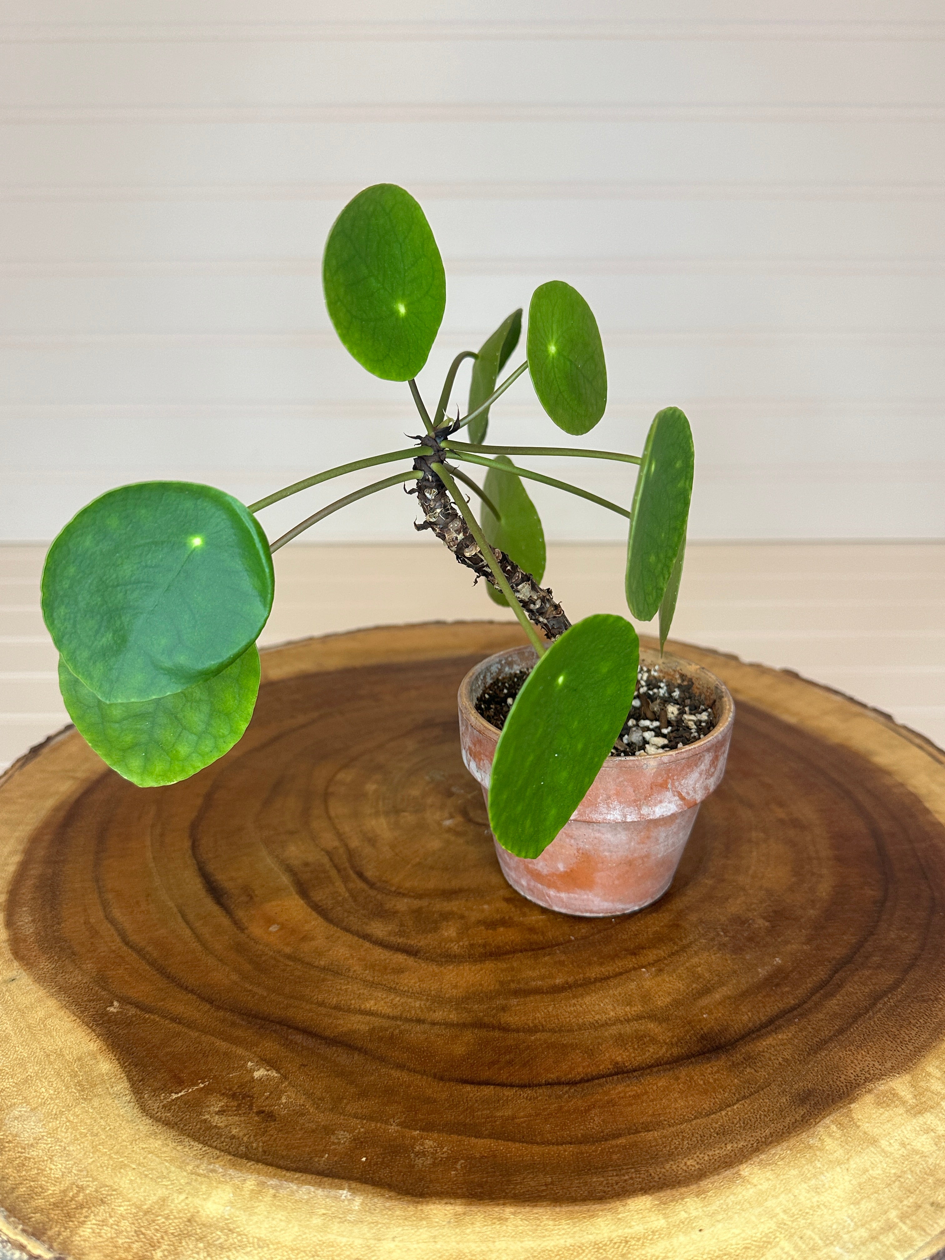 Pilea in Rustic Brown Pot