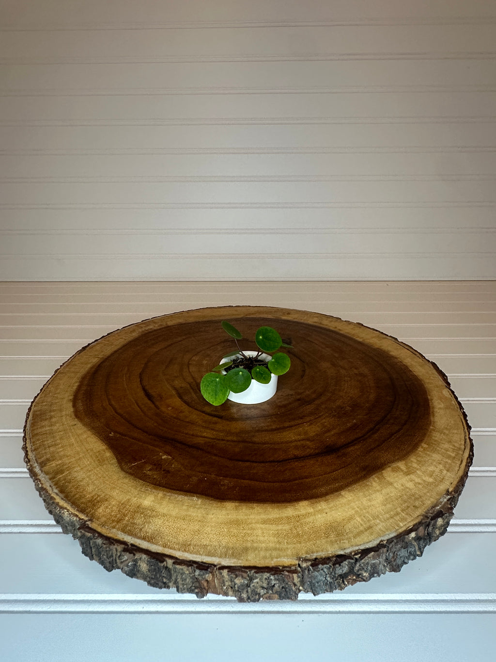 Mini Pilea in Small White Ceramic