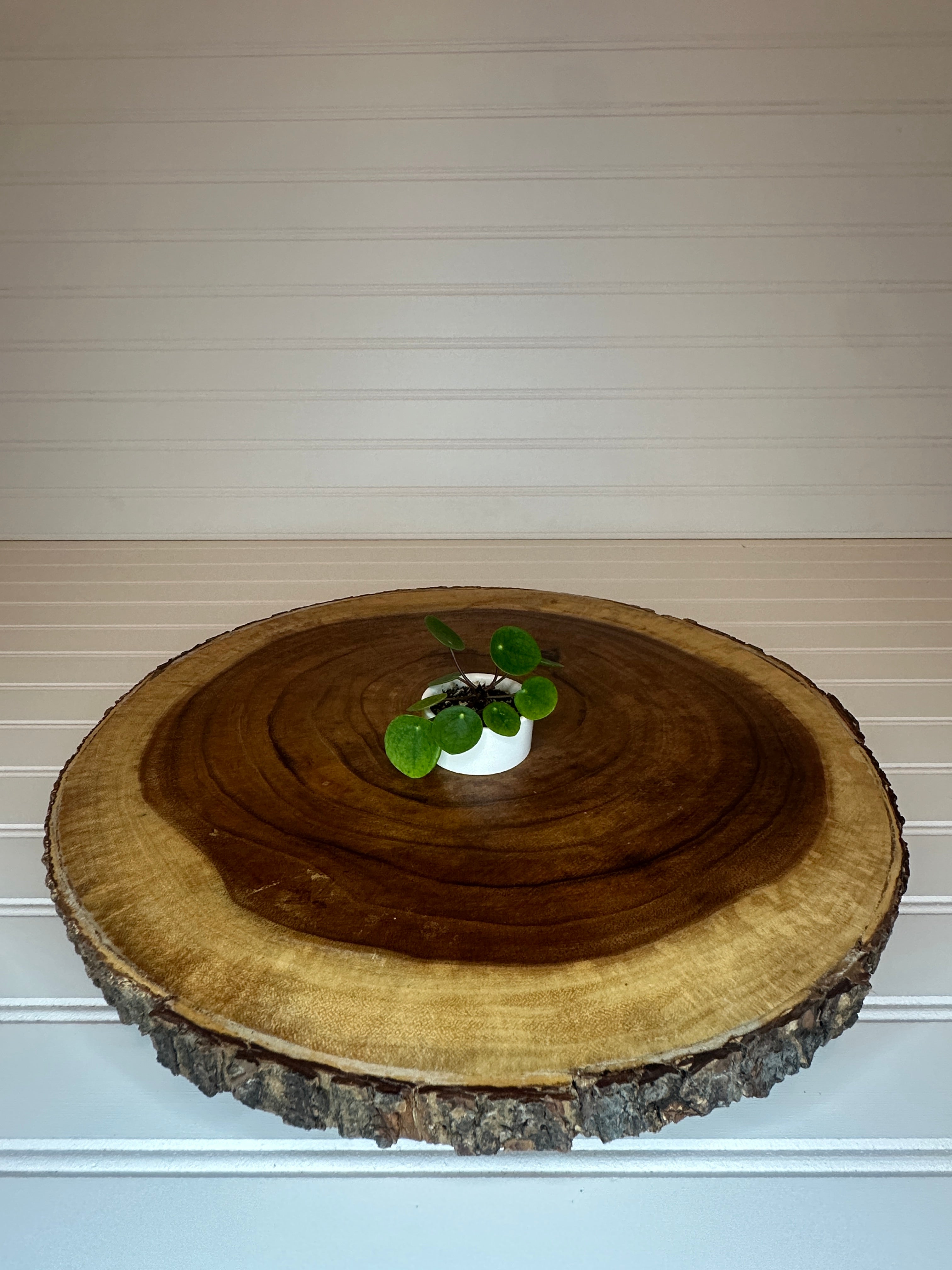 Mini Pilea in Small White Ceramic