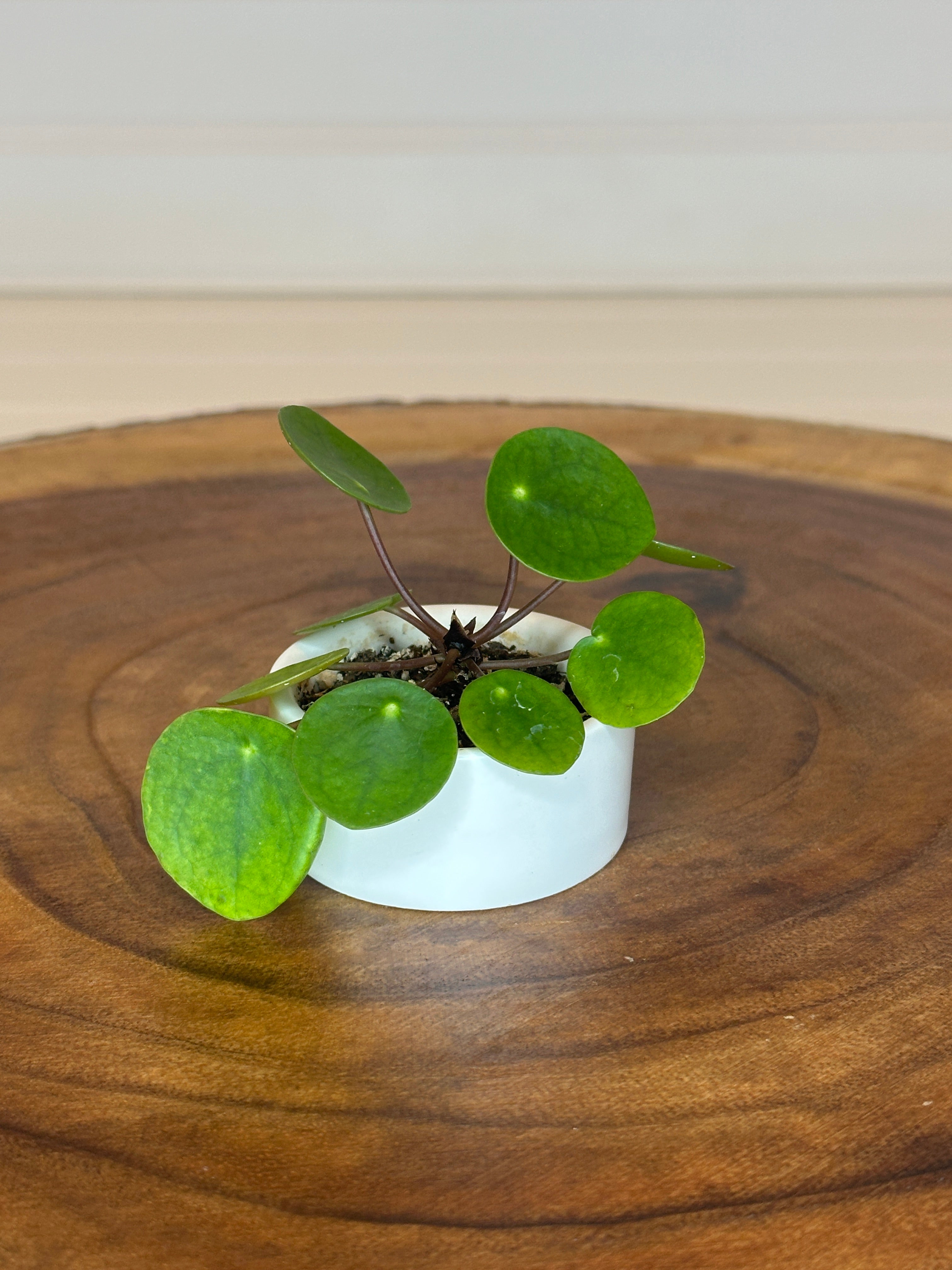 Mini Pilea in Small White Ceramic