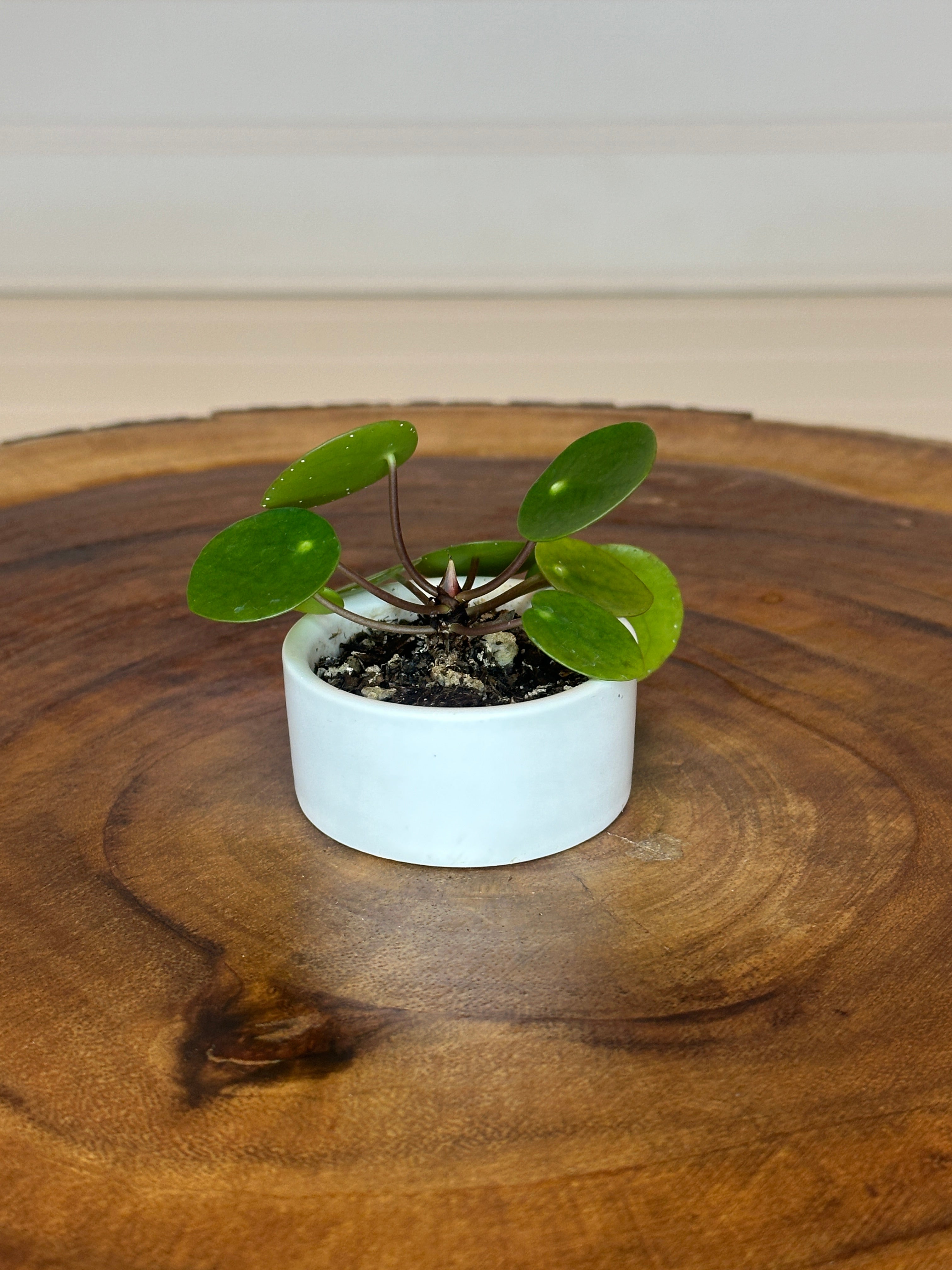 Mini Pilea in Small White Ceramic