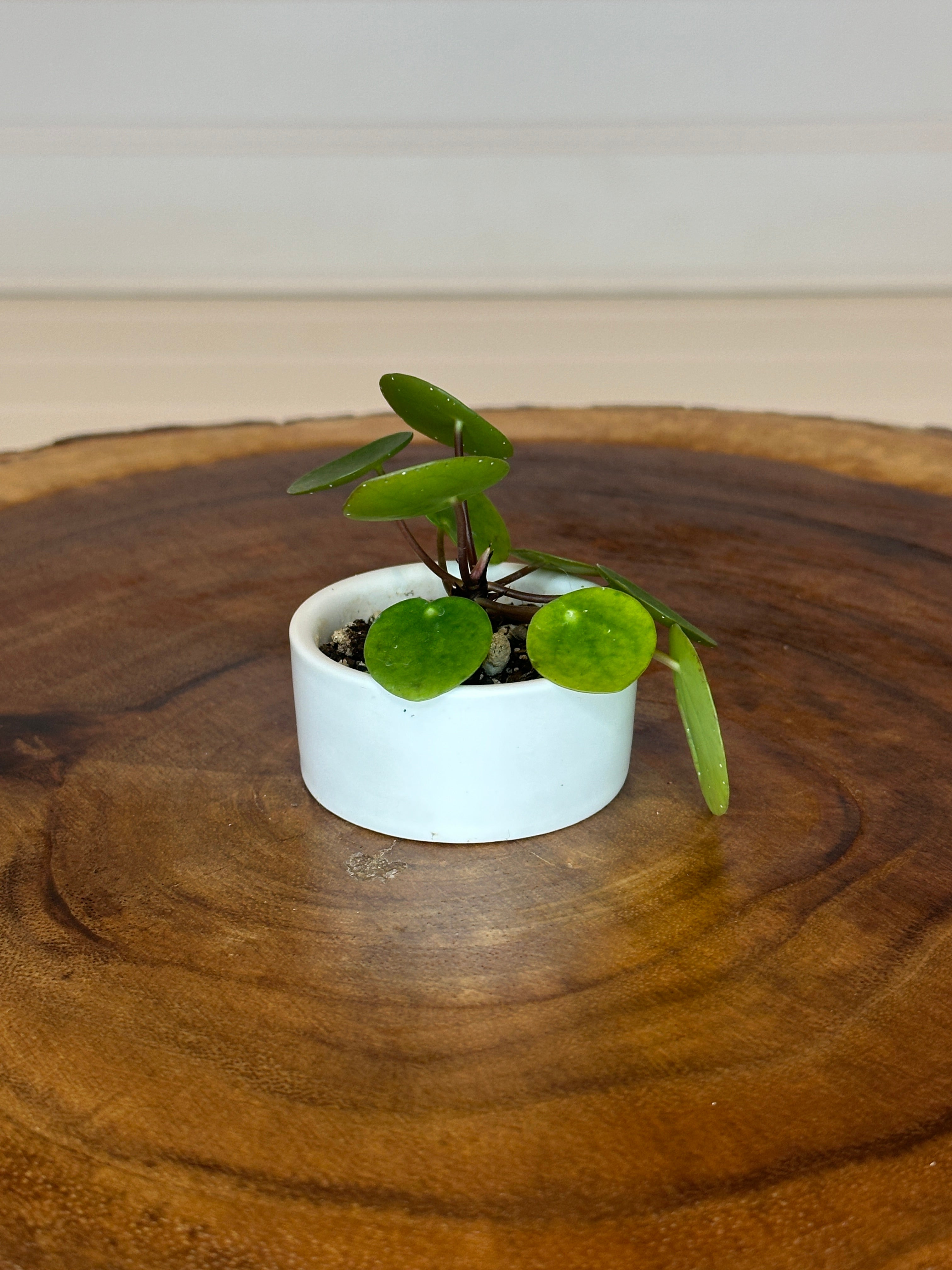 Mini Pilea in Small White Ceramic
