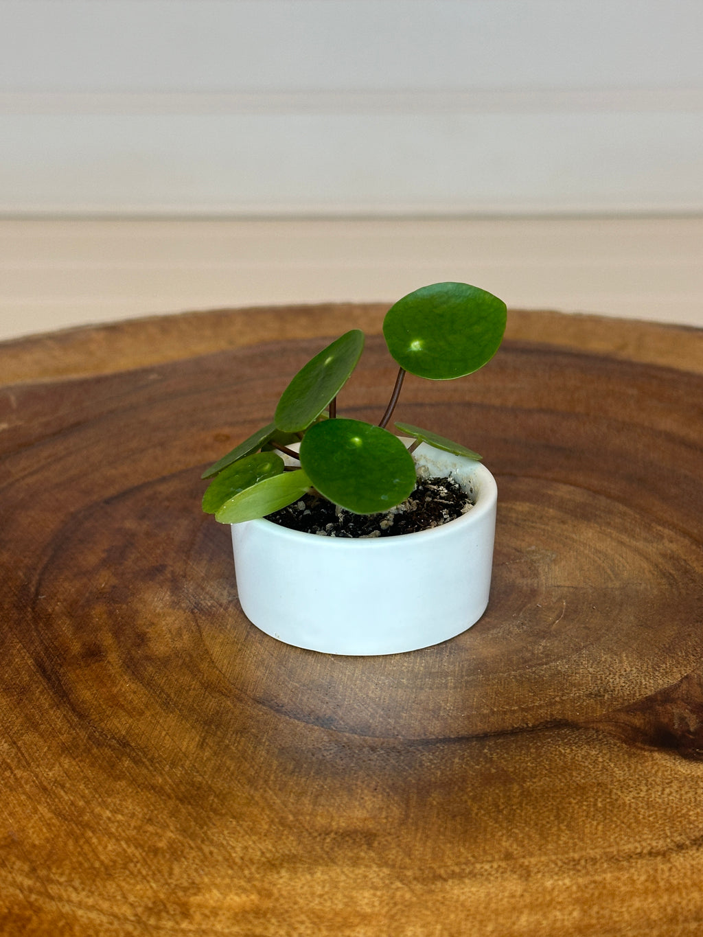 Mini Pilea in Small White Ceramic