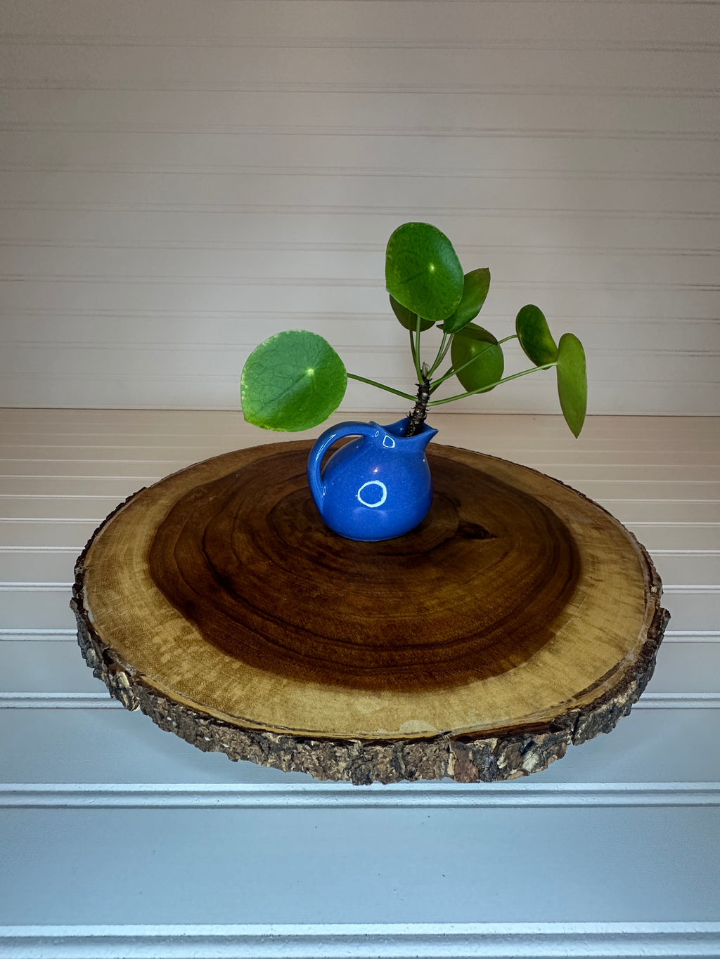 Pilea in Small Pitcher