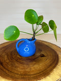 Pilea in Small Pitcher