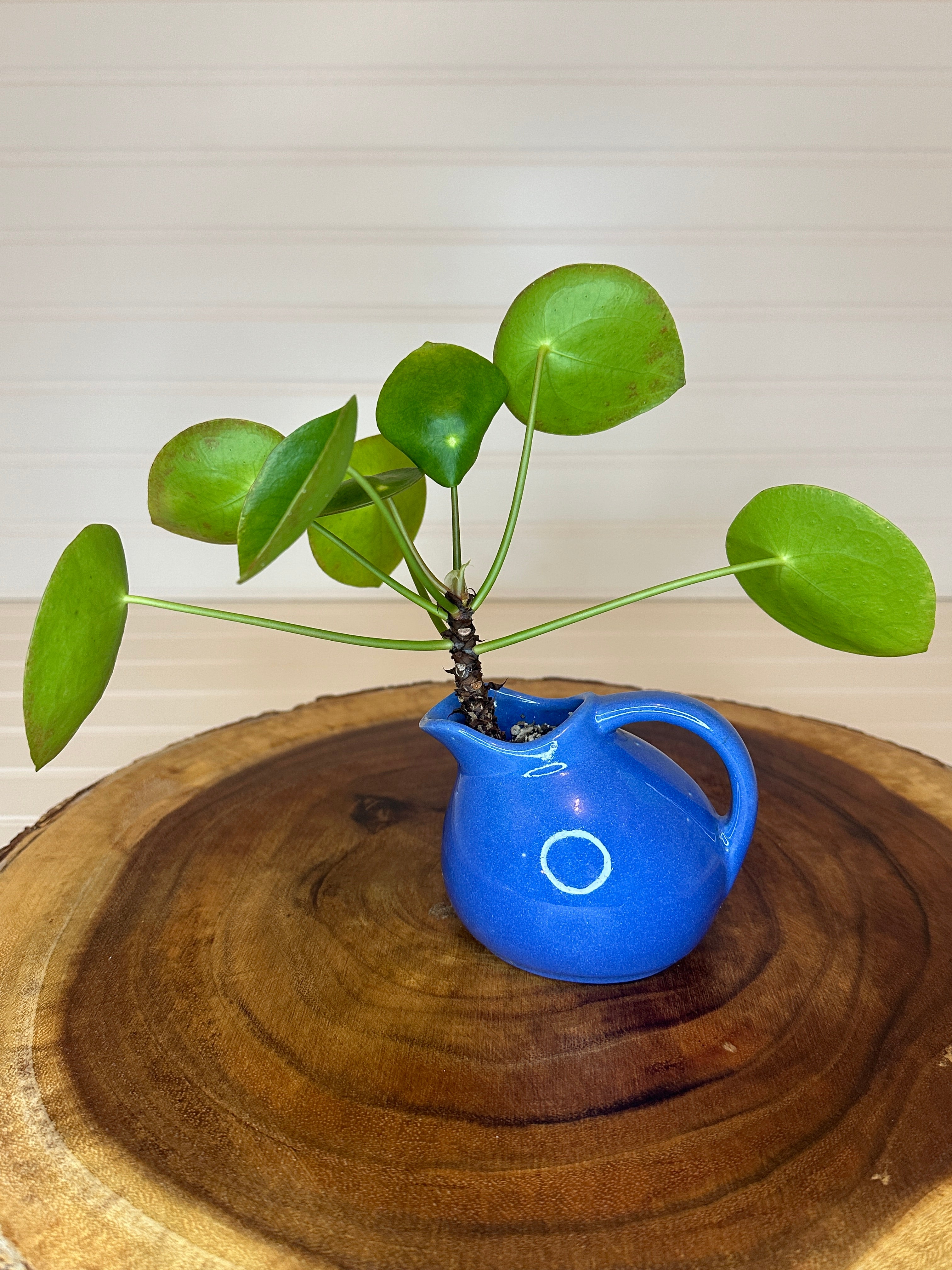 Pilea in Small Pitcher