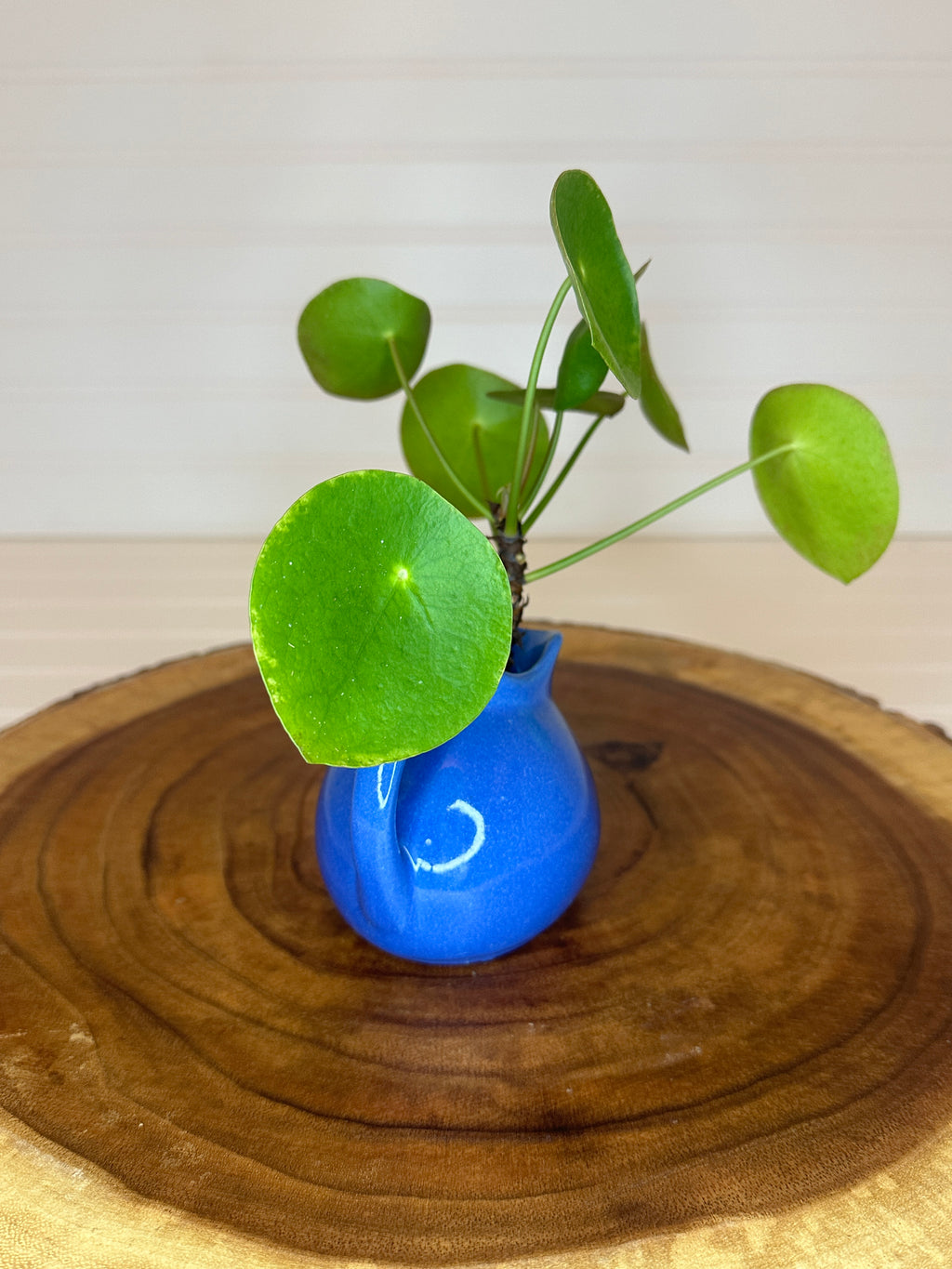 Pilea in Small Pitcher