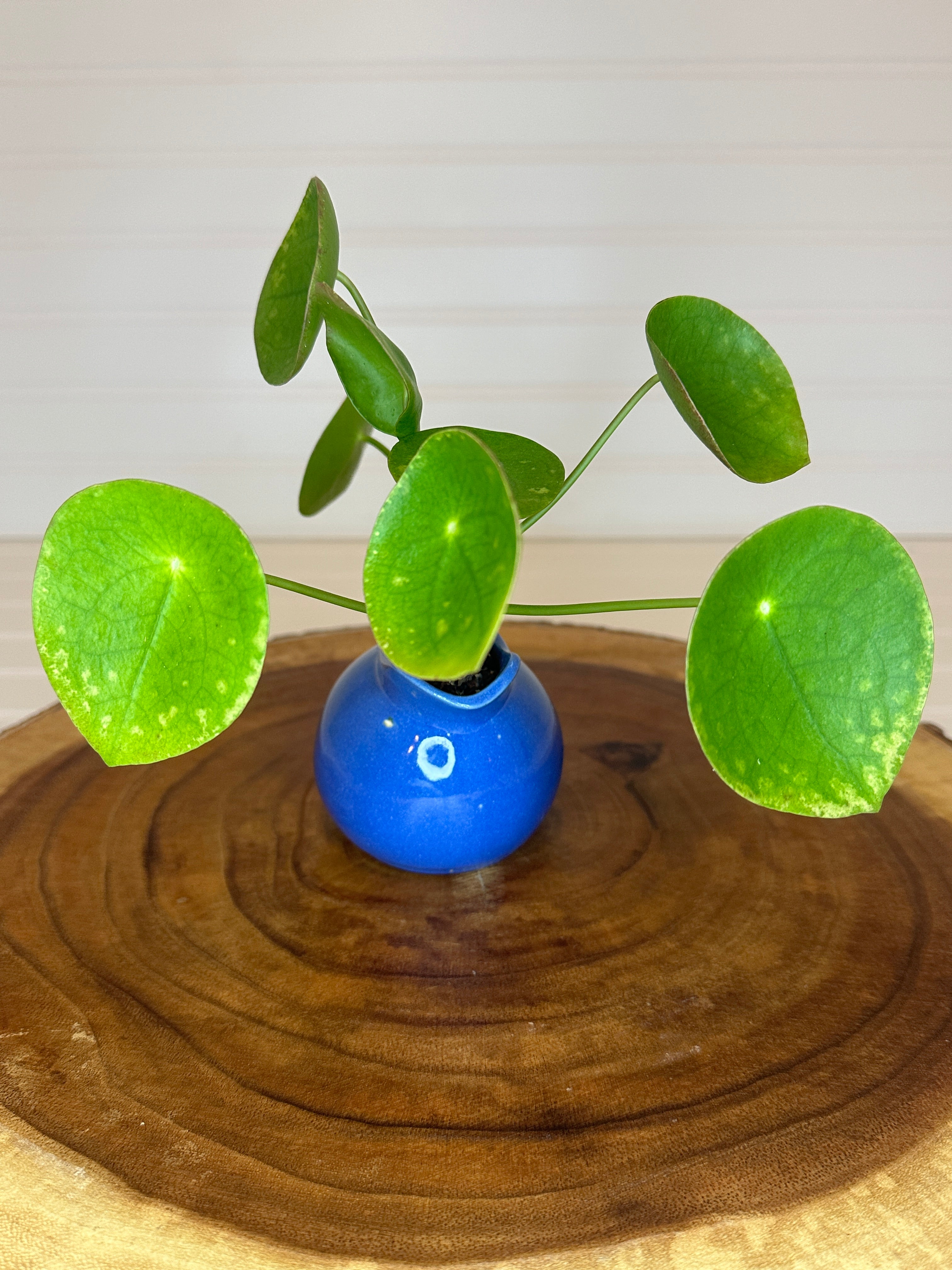 Pilea in Small Pitcher