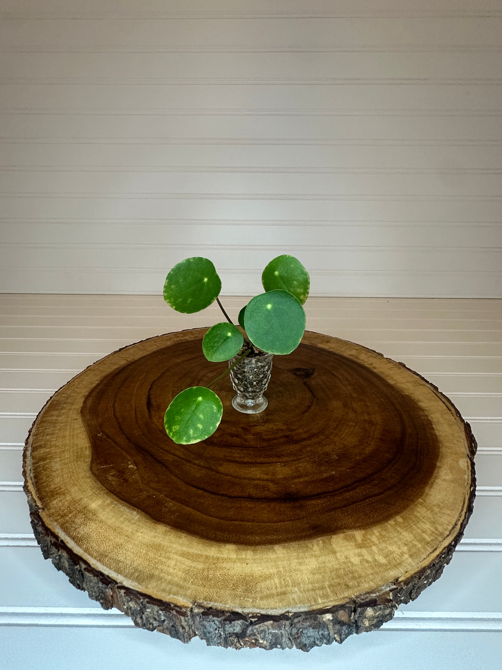 Pilea in Small Vintage Glass