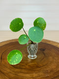 Pilea in Small Vintage Glass