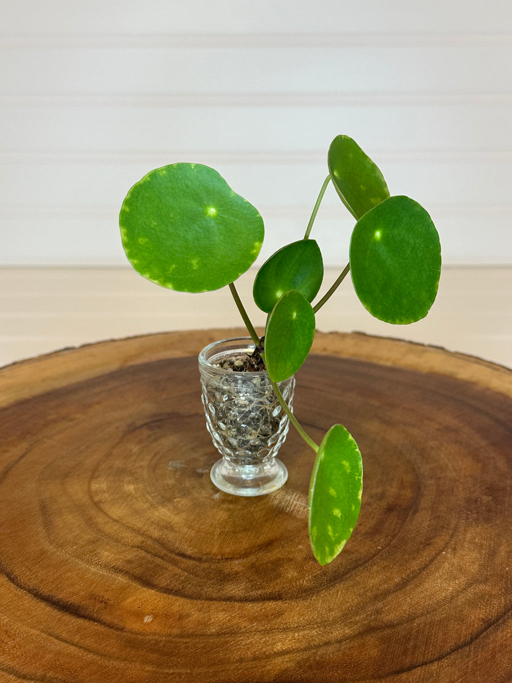 Pilea in Small Vintage Glass