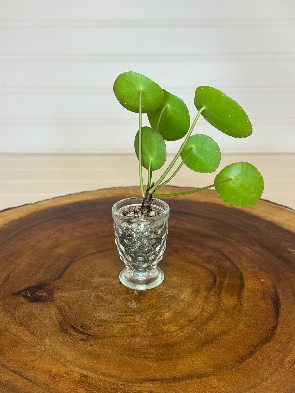 Pilea in Small Vintage Glass