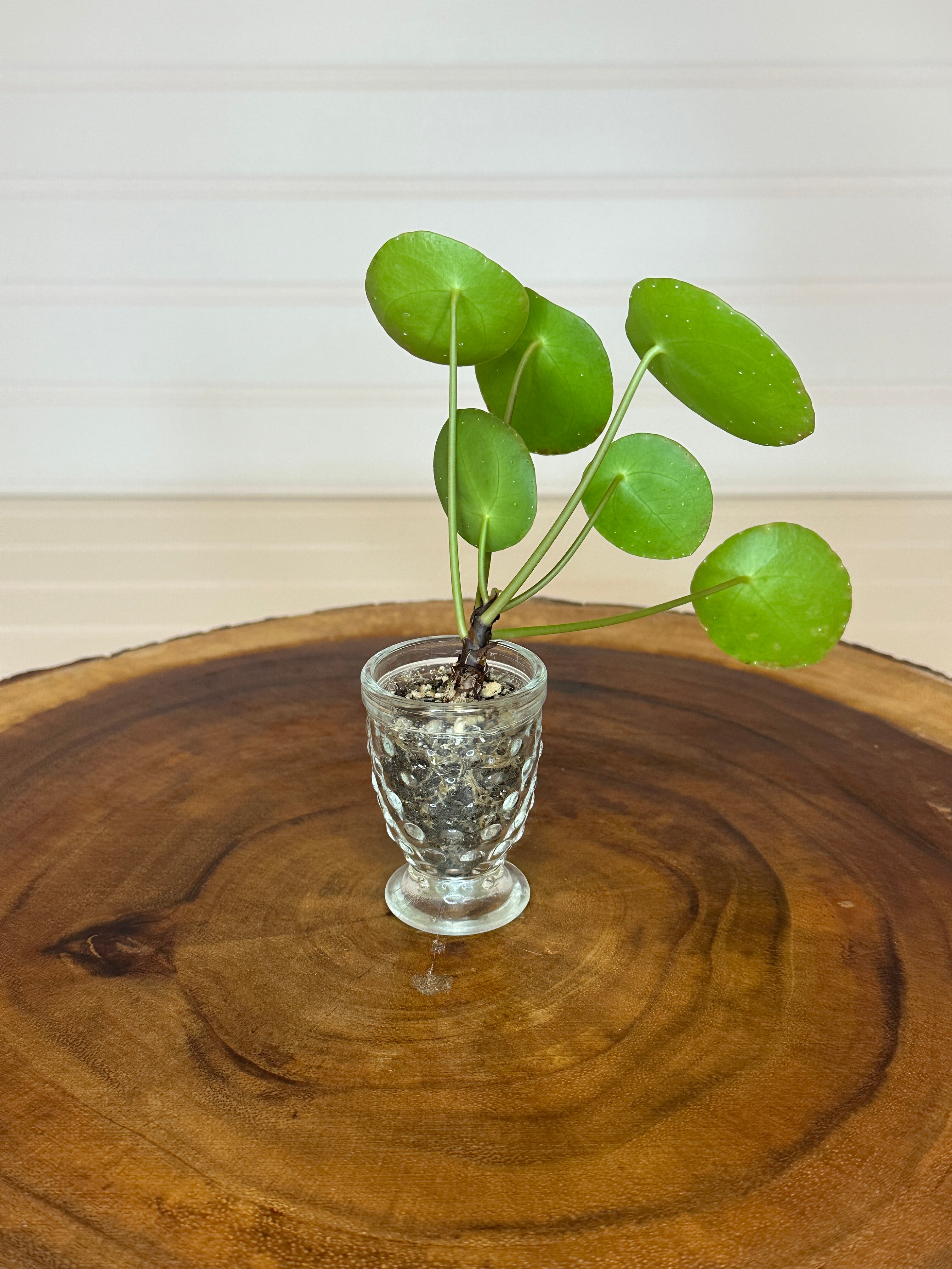 Pilea in Small Vintage Glass