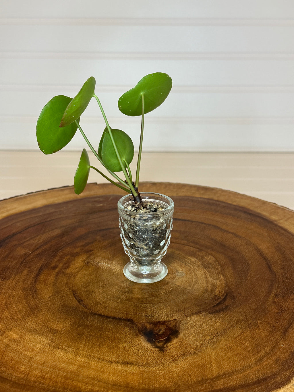 Pilea in Small Vintage Glass