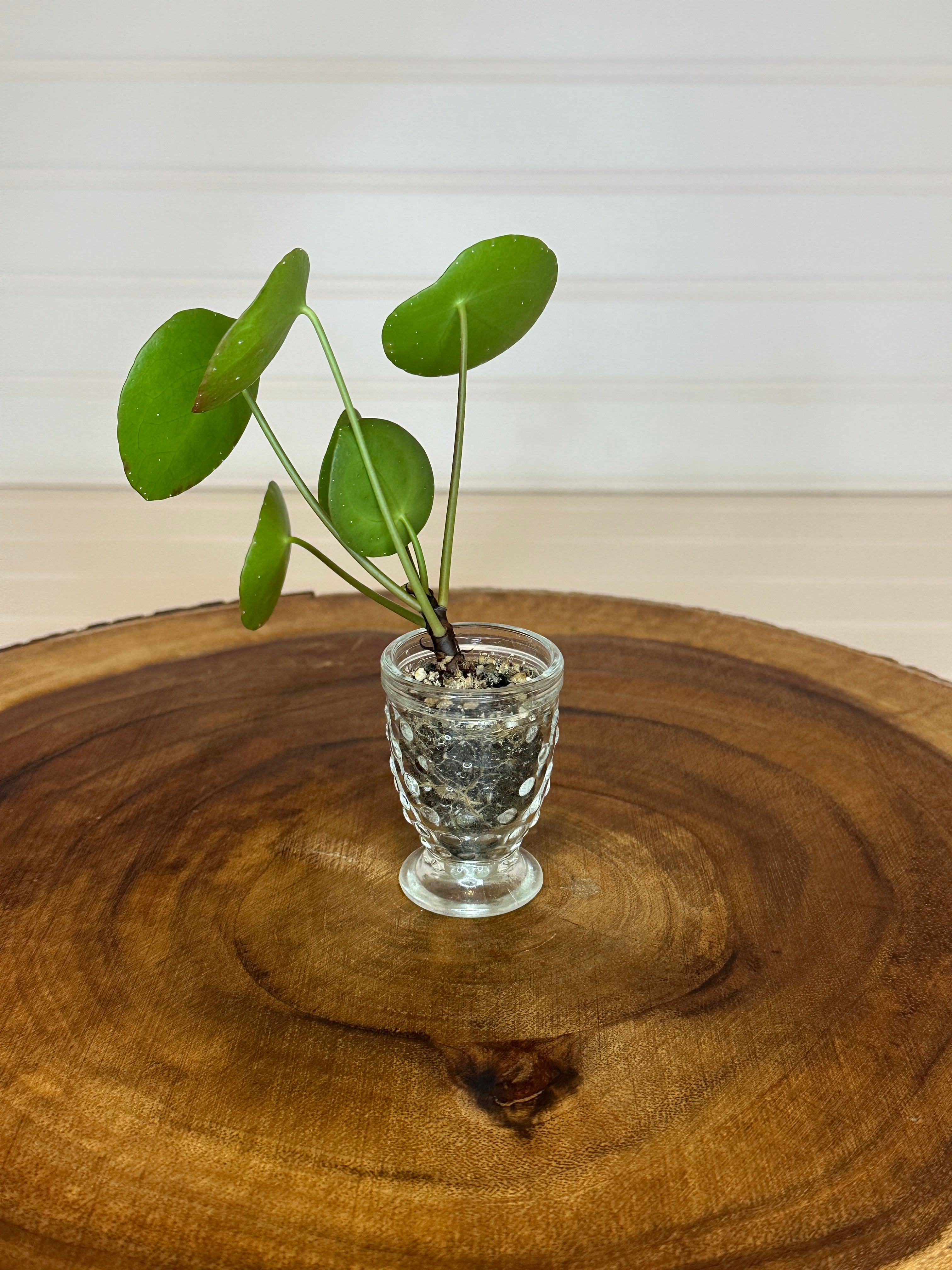 Pilea in Small Vintage Glass
