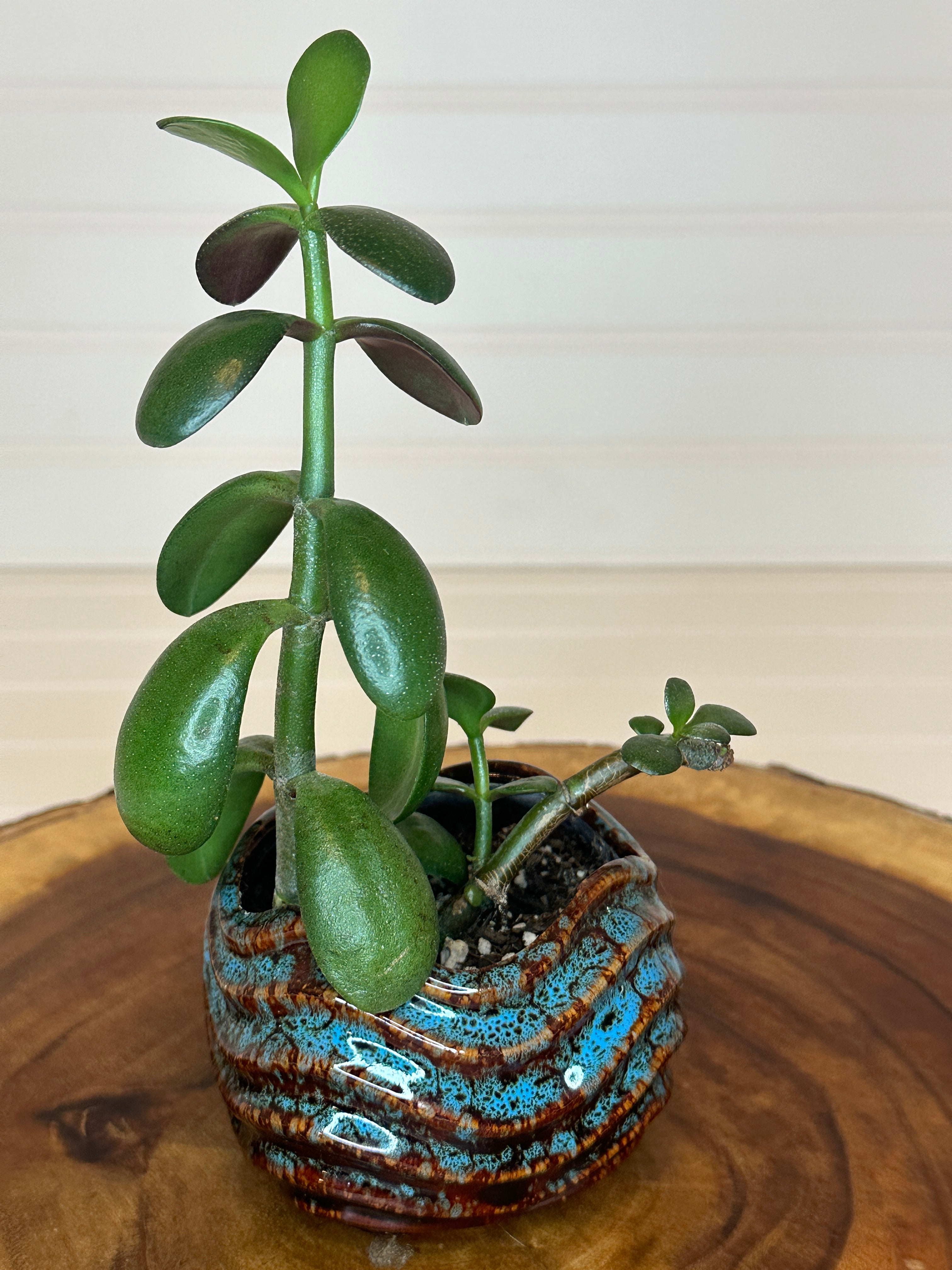 Jade in Vintage Artistic Pottery