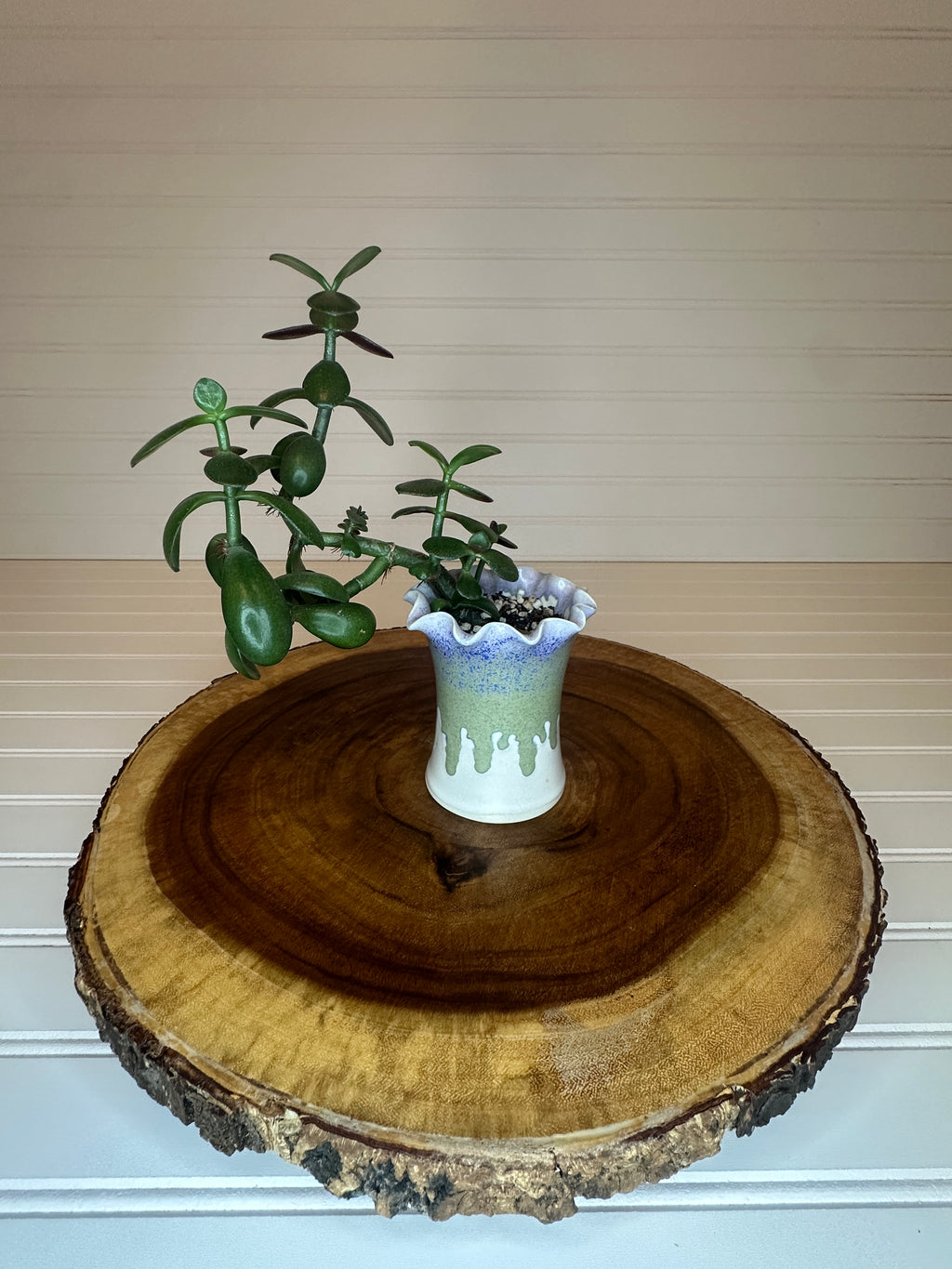 Jade Bonsai in Unique Vintage Pottery