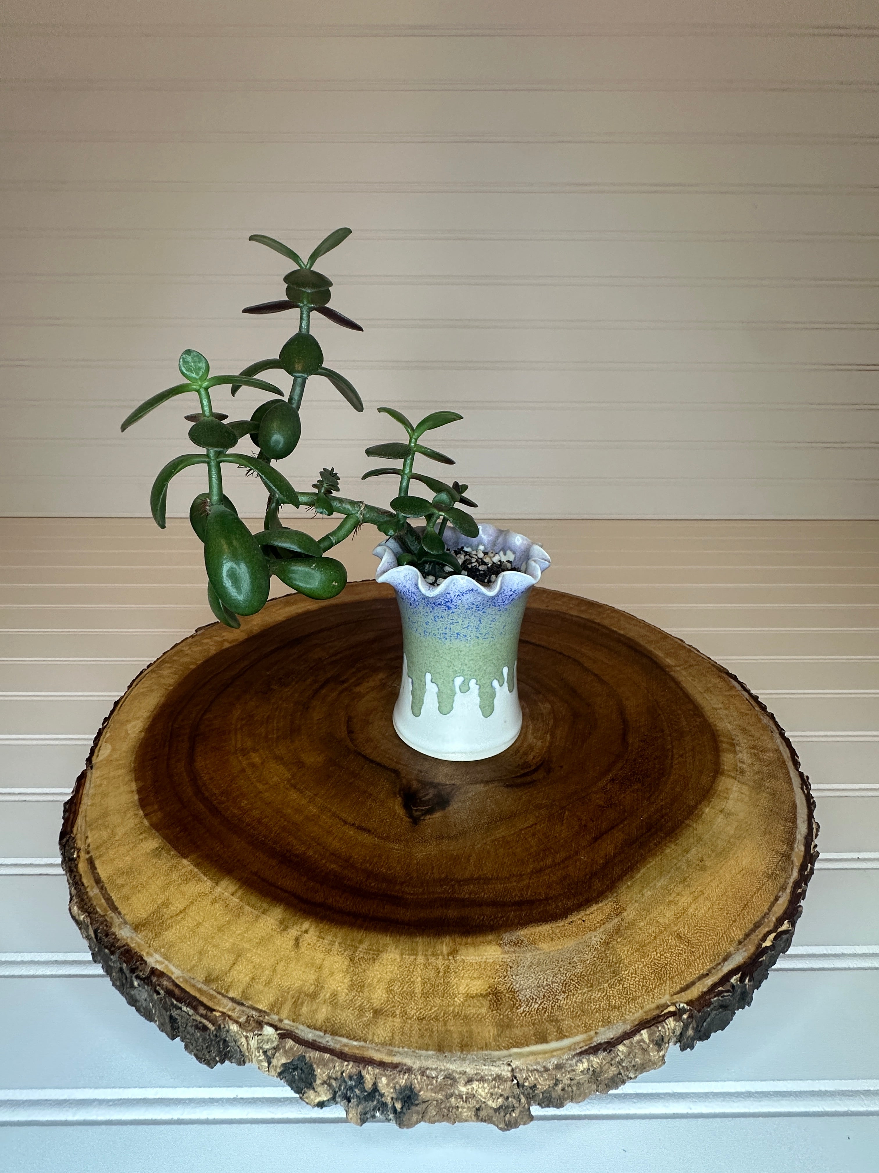 Jade Bonsai in Unique Vintage Pottery