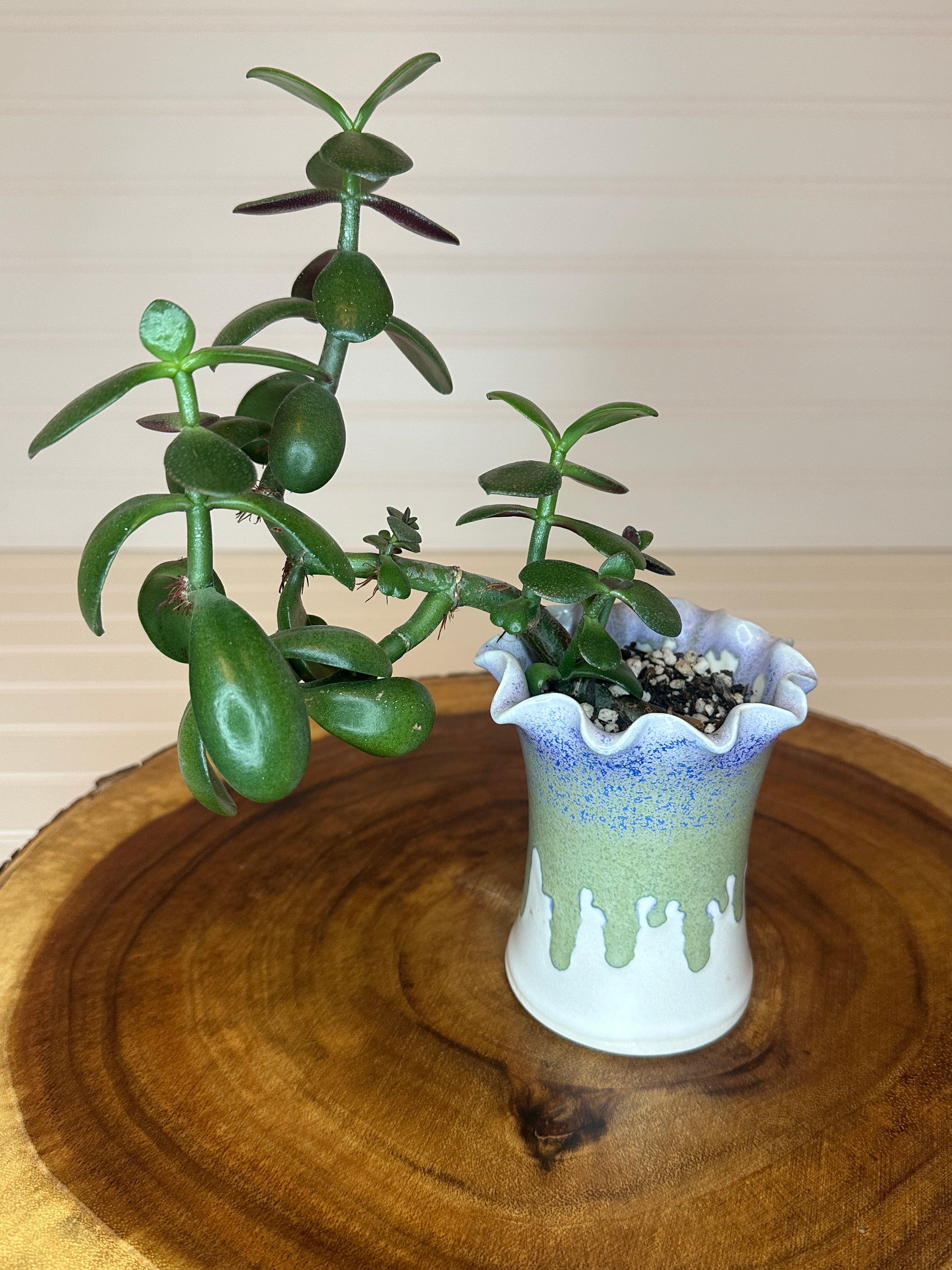 Jade Bonsai in Unique Vintage Pottery