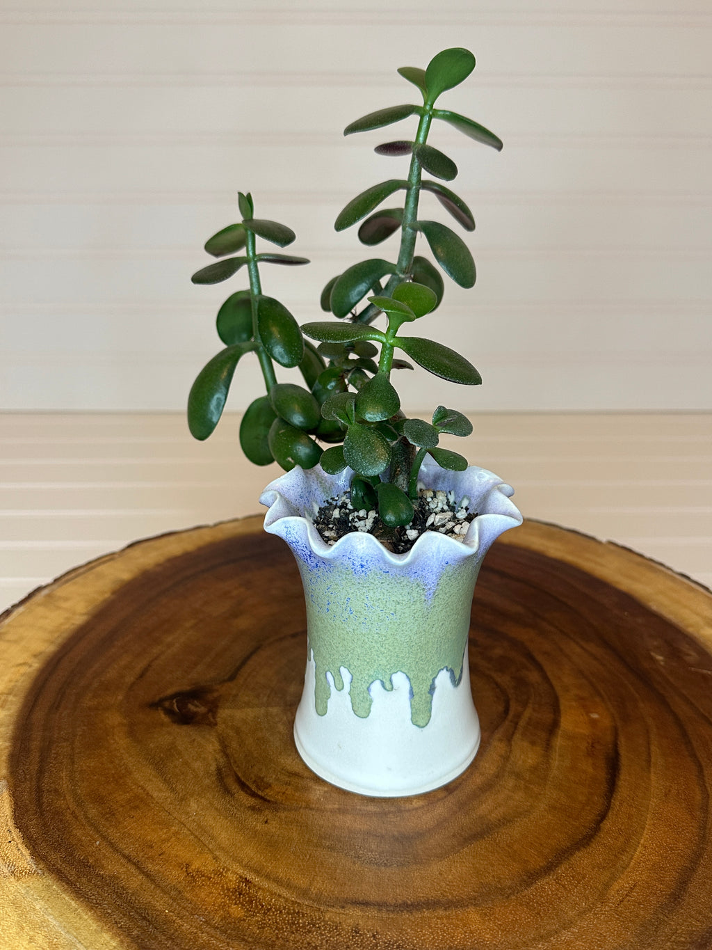 Jade Bonsai in Unique Vintage Pottery