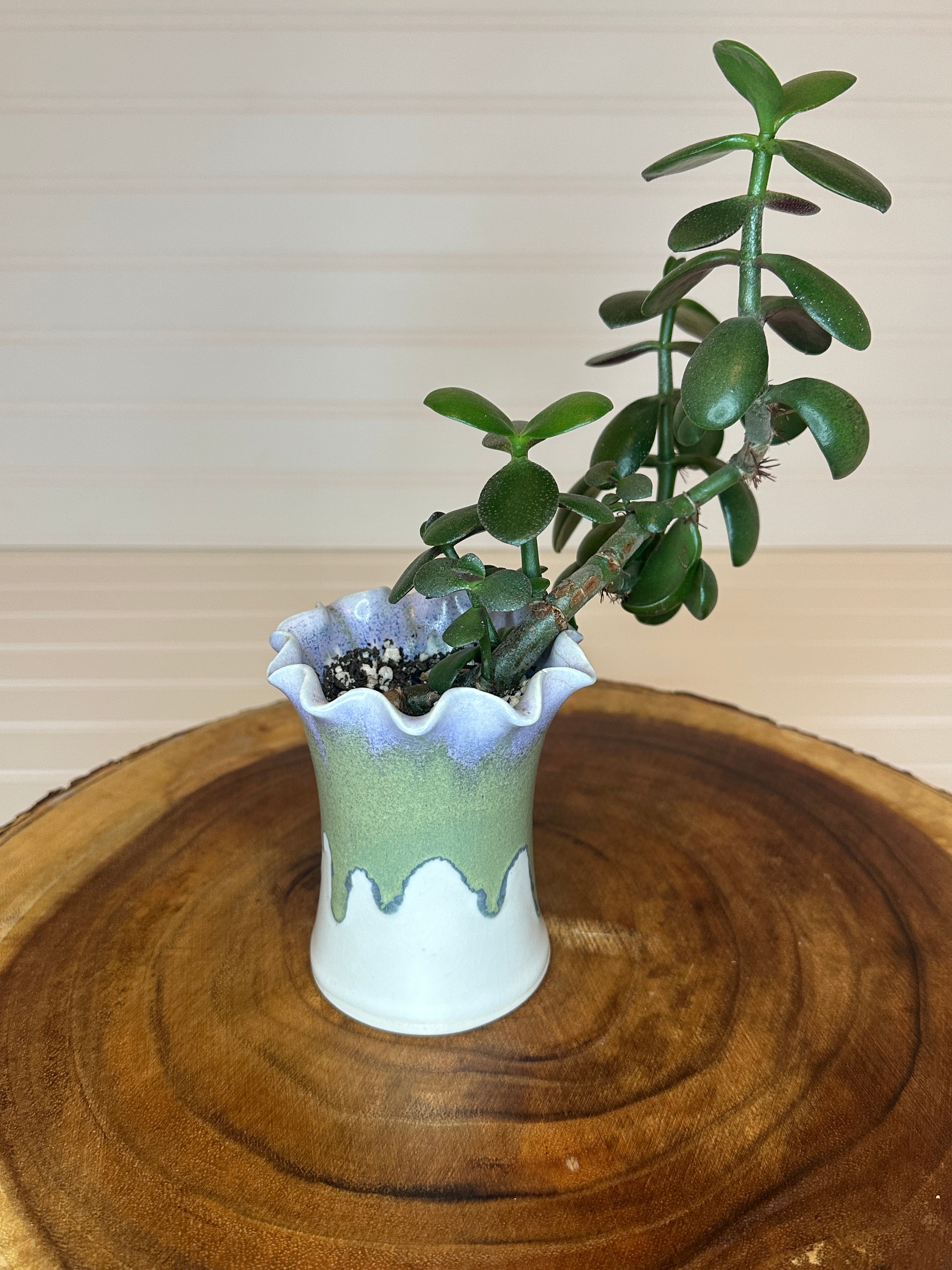 Jade Bonsai in Unique Vintage Pottery