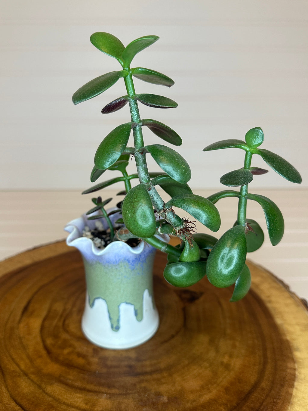 Jade Bonsai in Unique Vintage Pottery