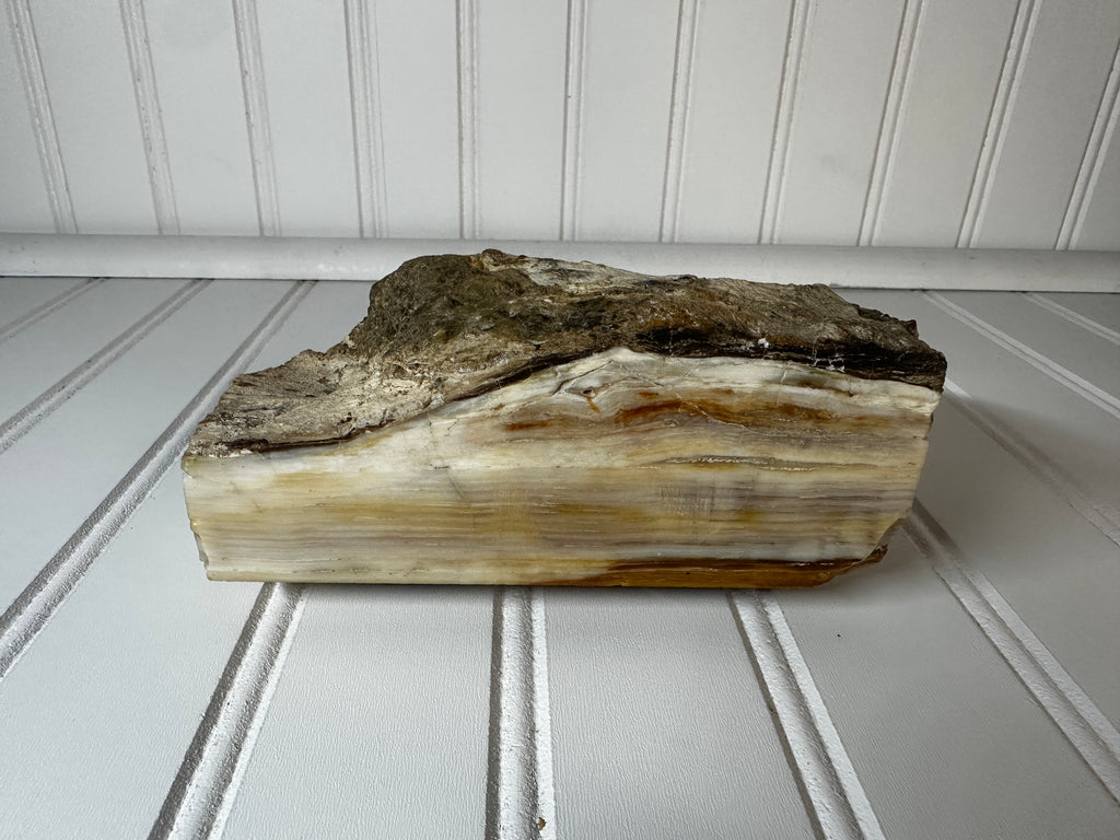 Petrified Wood Cut & Rough