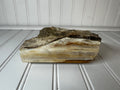 Petrified Wood Cut & Rough