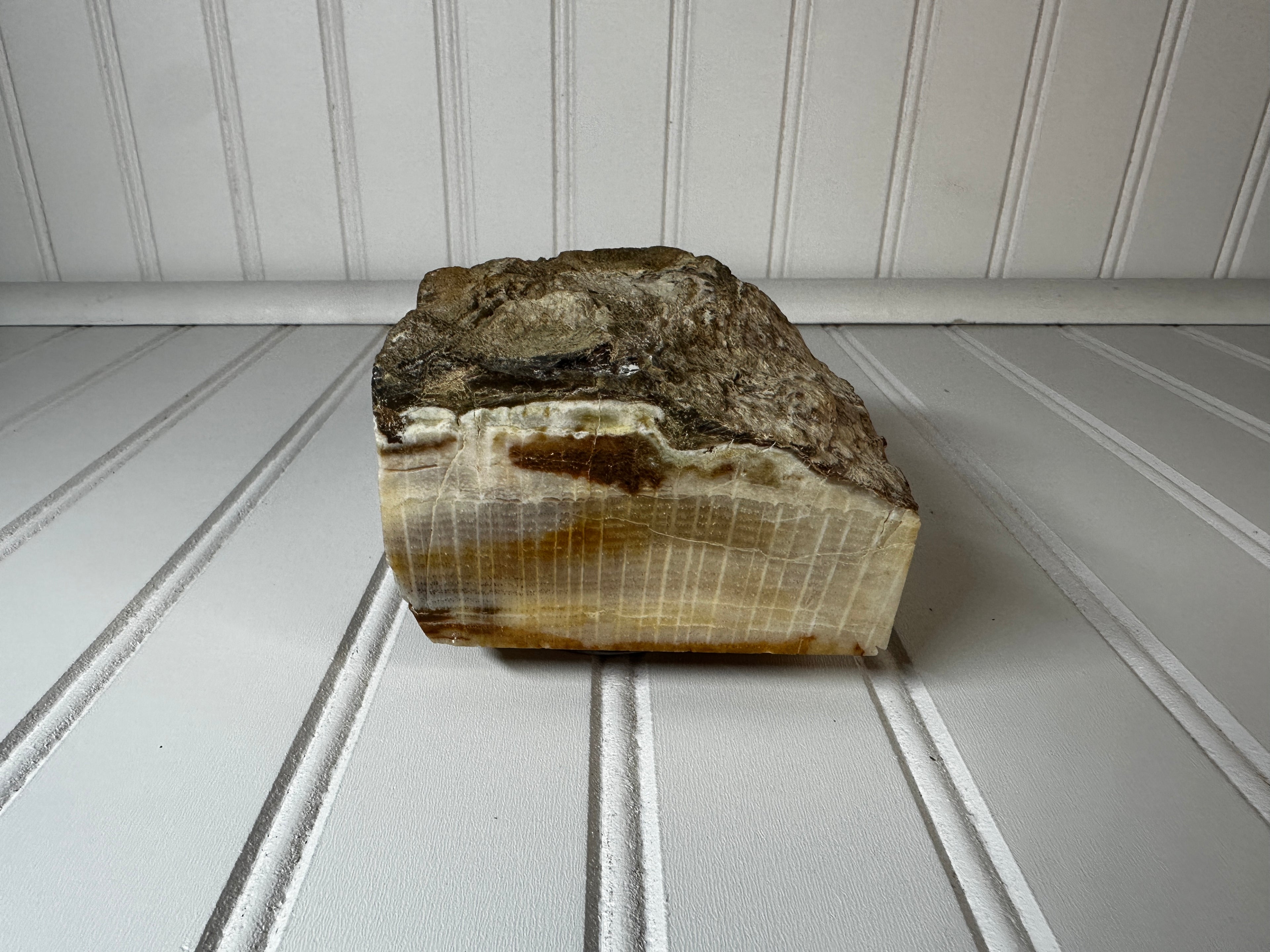 Petrified Wood Cut & Rough