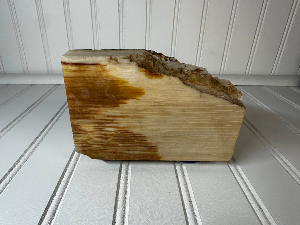 Petrified Wood Cut & Rough